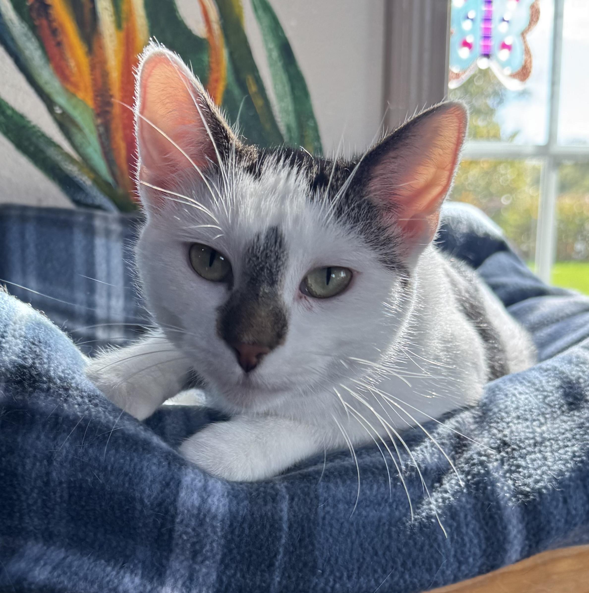 Esther, Adoptable, Young Female Domestic Short Hair.