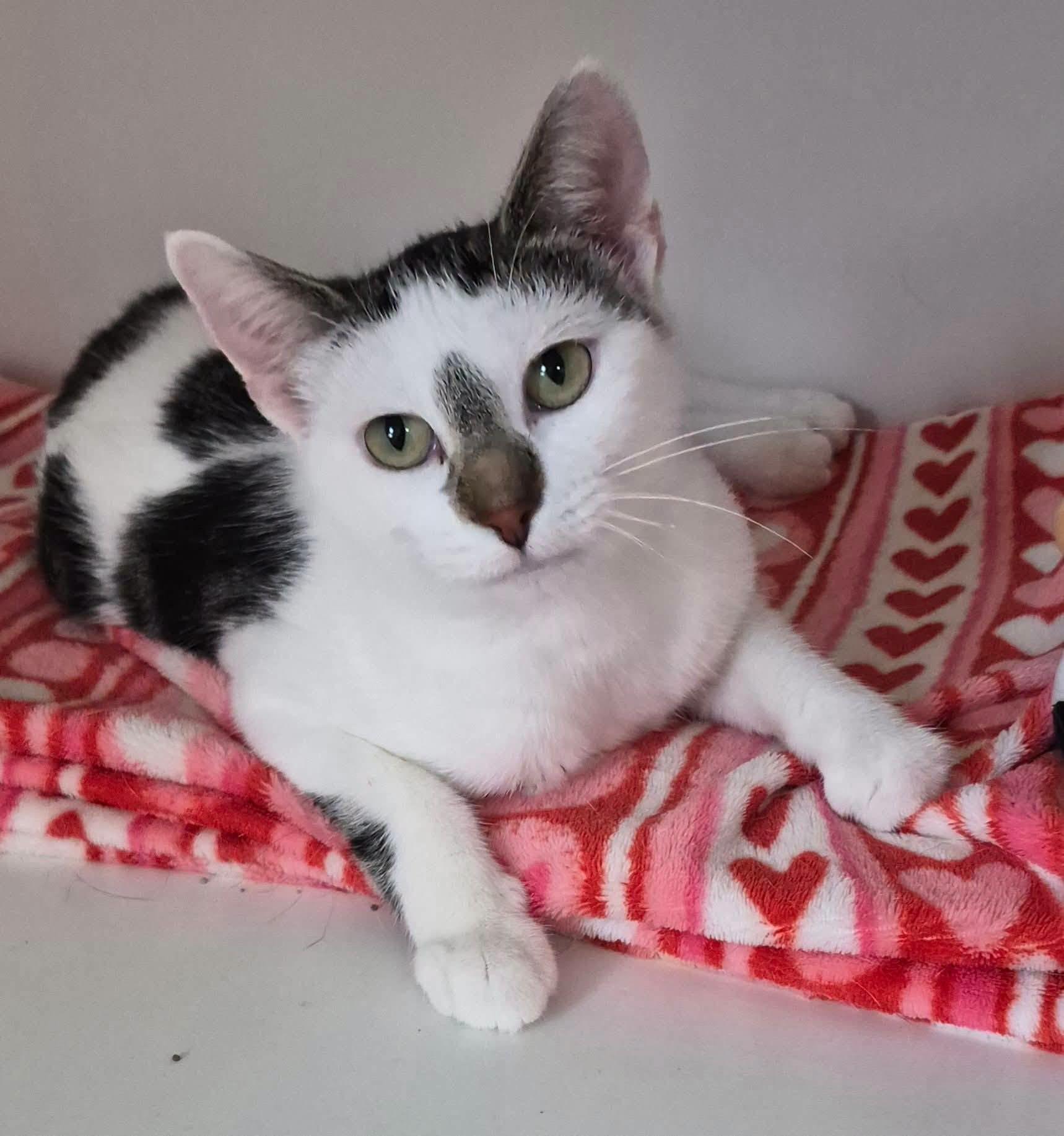 Esther, ADOPTABLE, Young Female Domestic Short Hair.