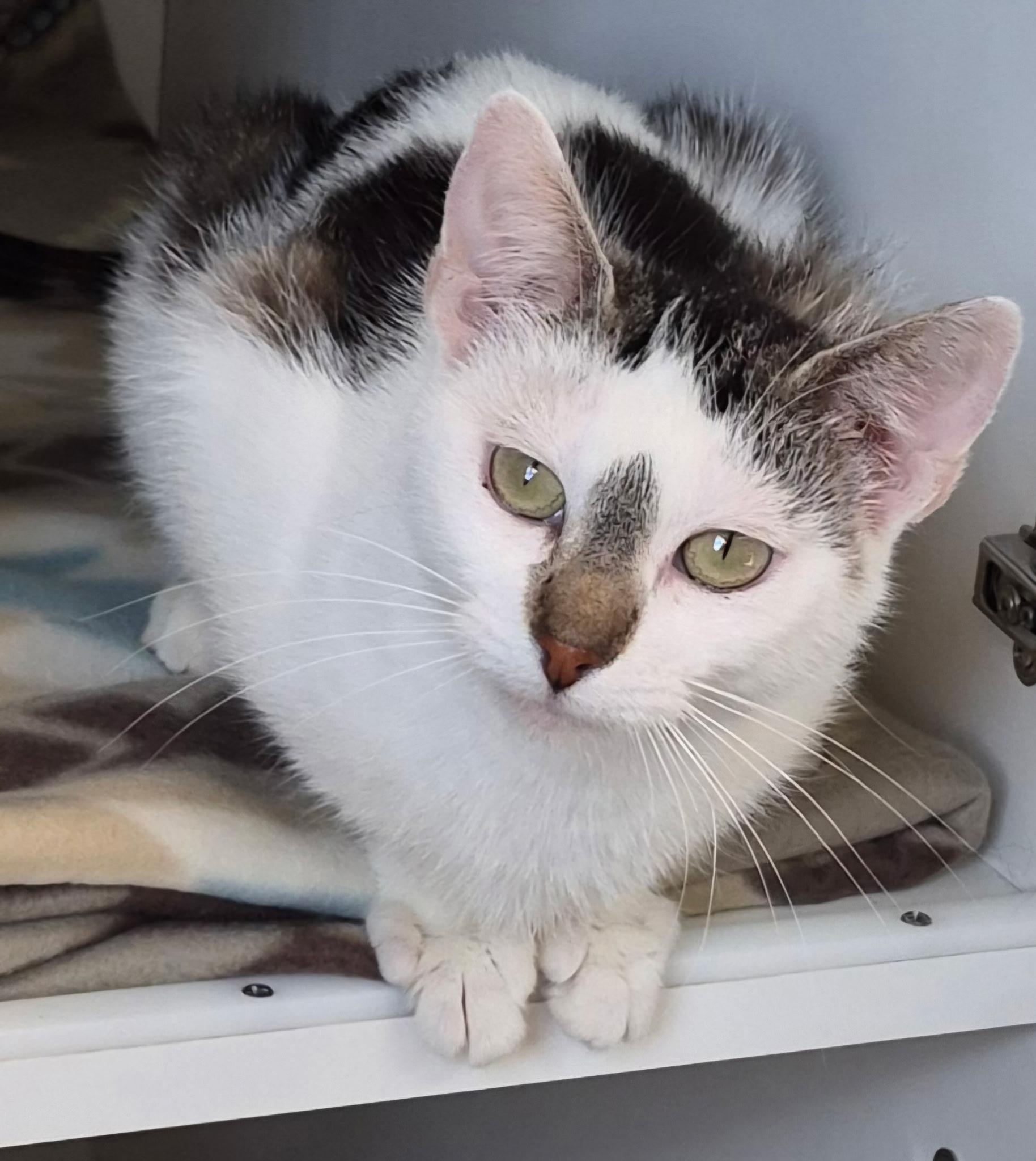 Enlarge Esther, a ADOPTABLE Domestic Short Hair in Tomah, WI image 2/3