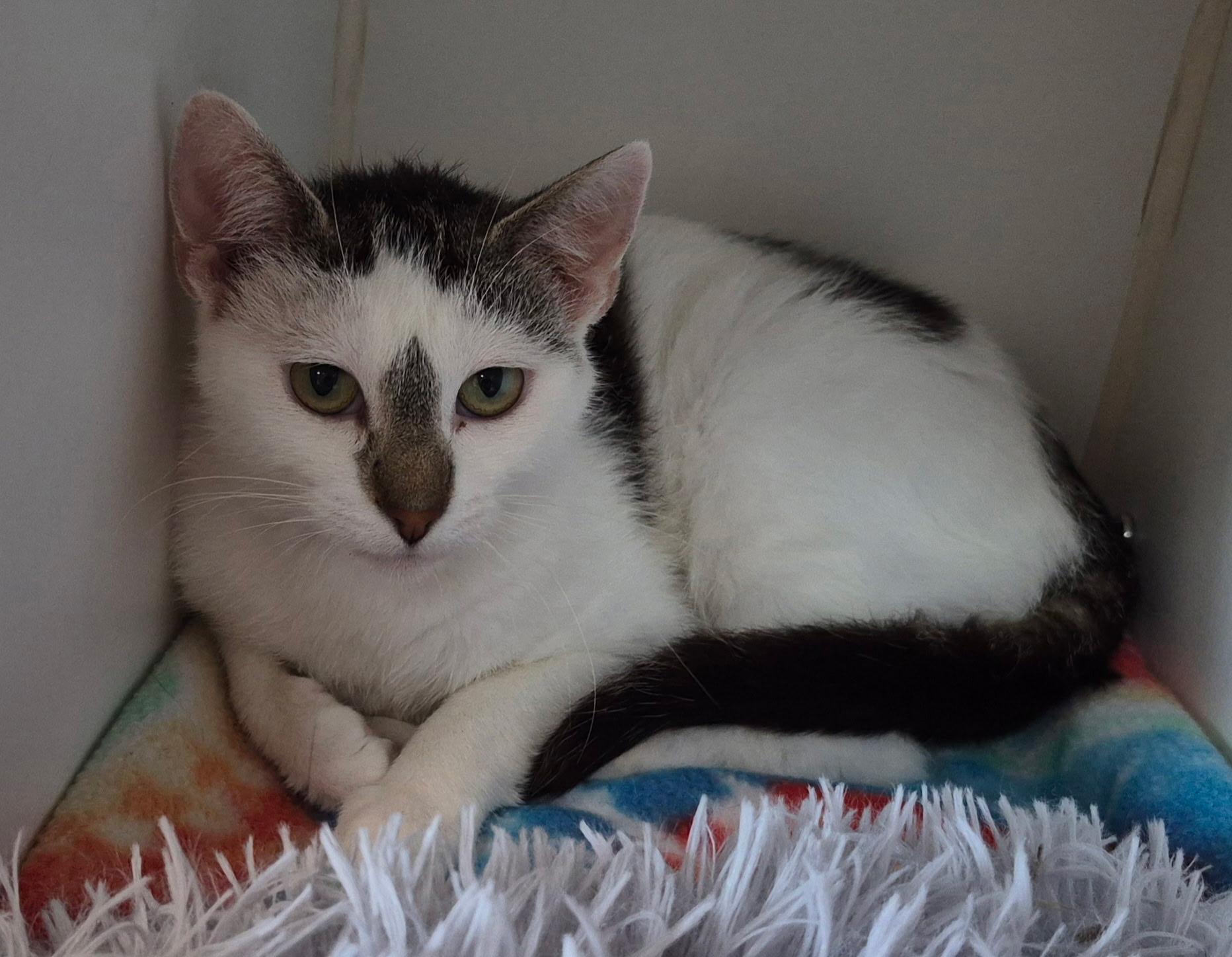 Enlarge Esther, a ADOPTABLE Domestic Short Hair in Tomah, WI image 3/3