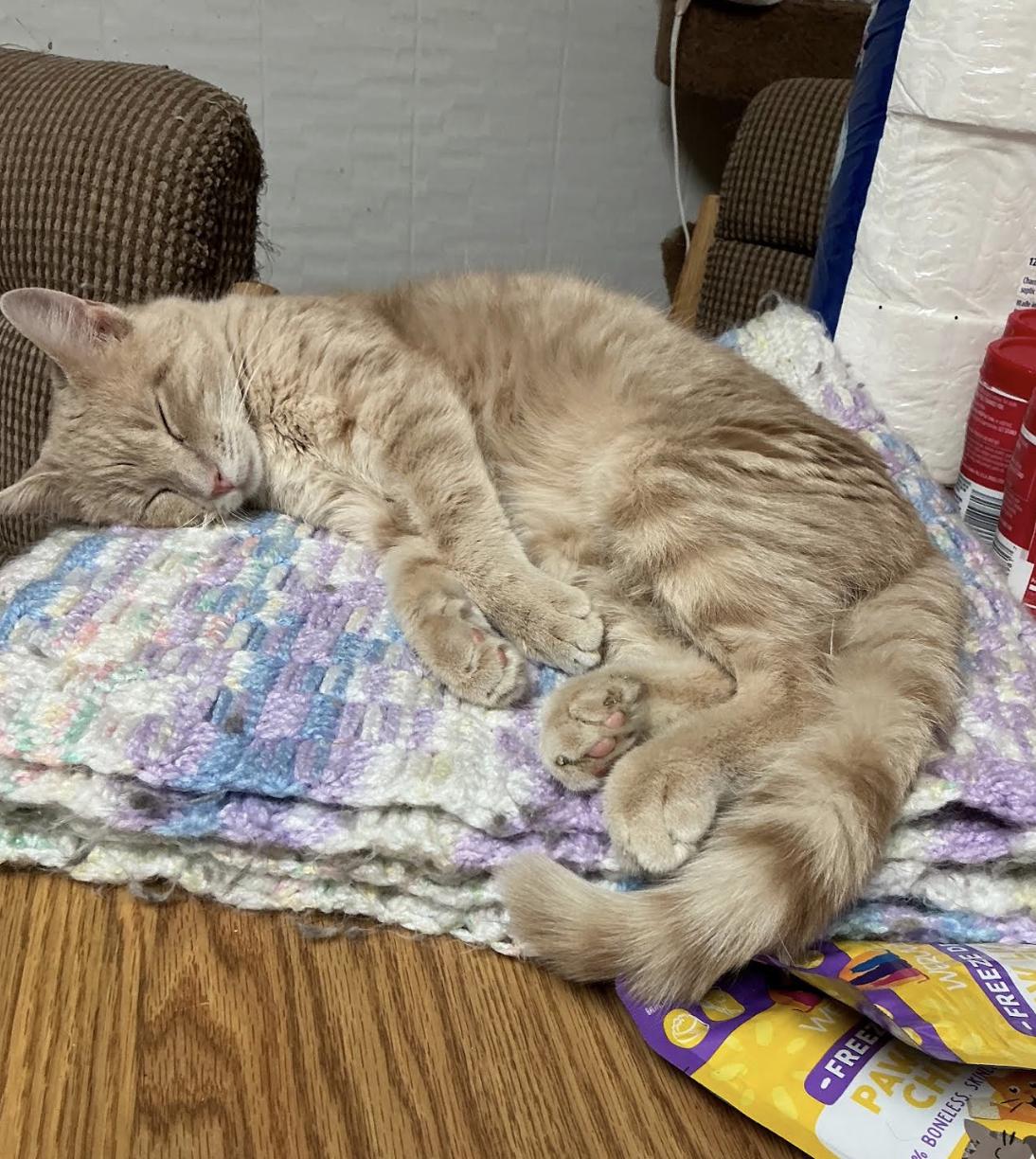 Peanut, Adopted, Adult Male Domestic Short Hair.