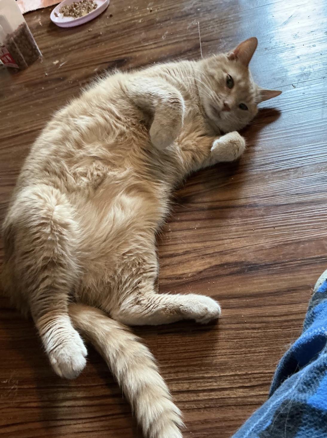 Enlarge Peanut, a Adopted Domestic Short Hair in Wheaton, IL image 2/3