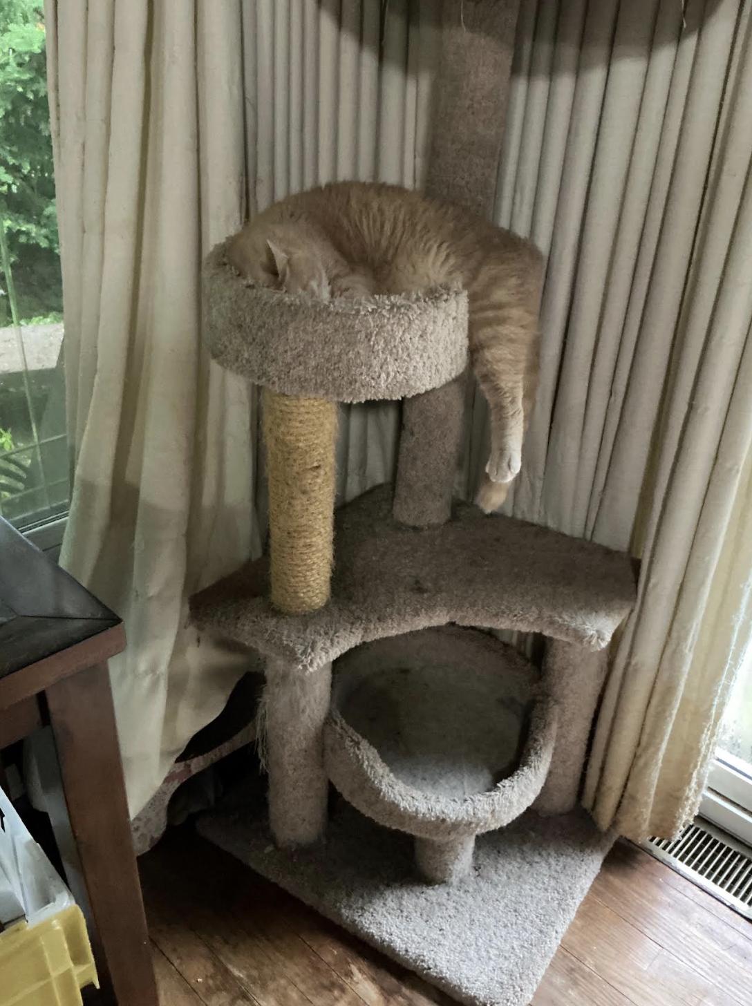 Enlarge Peanut, a Adopted Domestic Short Hair in Wheaton, IL image 3/3