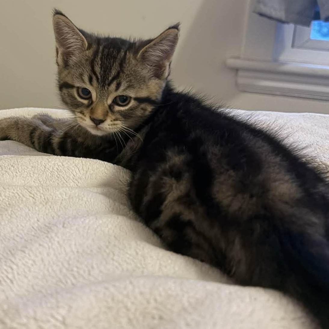 Enlarge Leonard - A Funny Little Guy! , an adopted Tabby in Hamilton, ON image 5/5