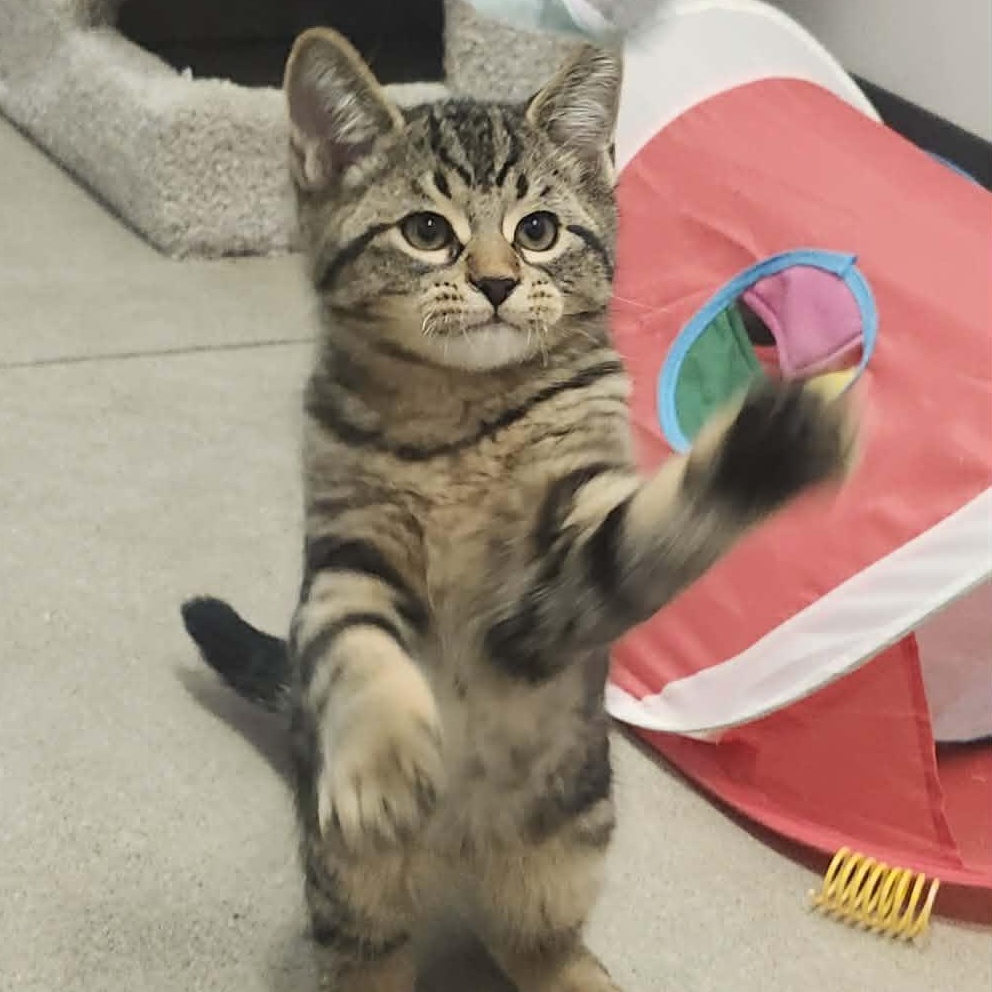 Enlarge Leonard - A Funny Little Guy! , an adopted Tabby in Hamilton, ON image 1/5