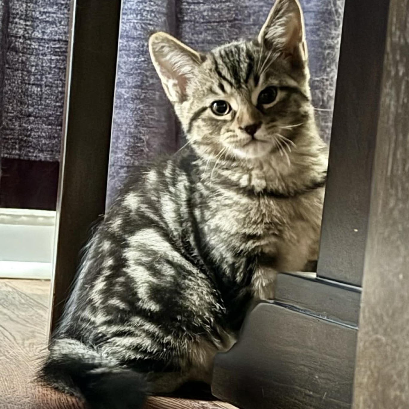 Enlarge Leonard - A Funny Little Guy! , an adopted Tabby in Hamilton, ON image 4/5