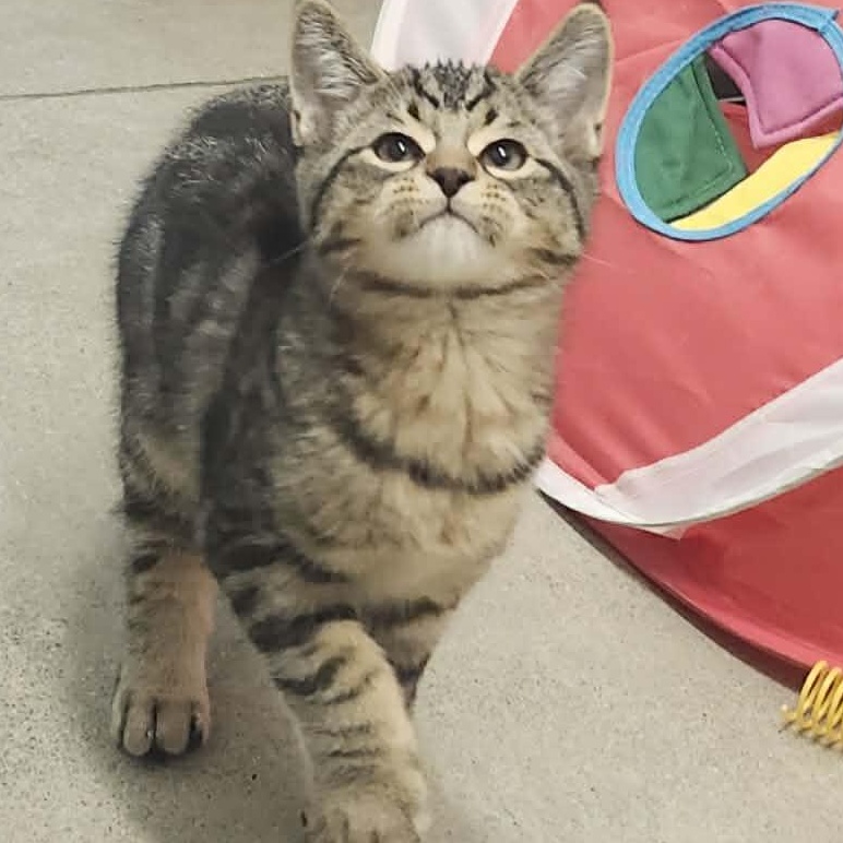 Enlarge Leonard - A Funny Little Guy! , an adopted Tabby in Hamilton, ON image 3/5