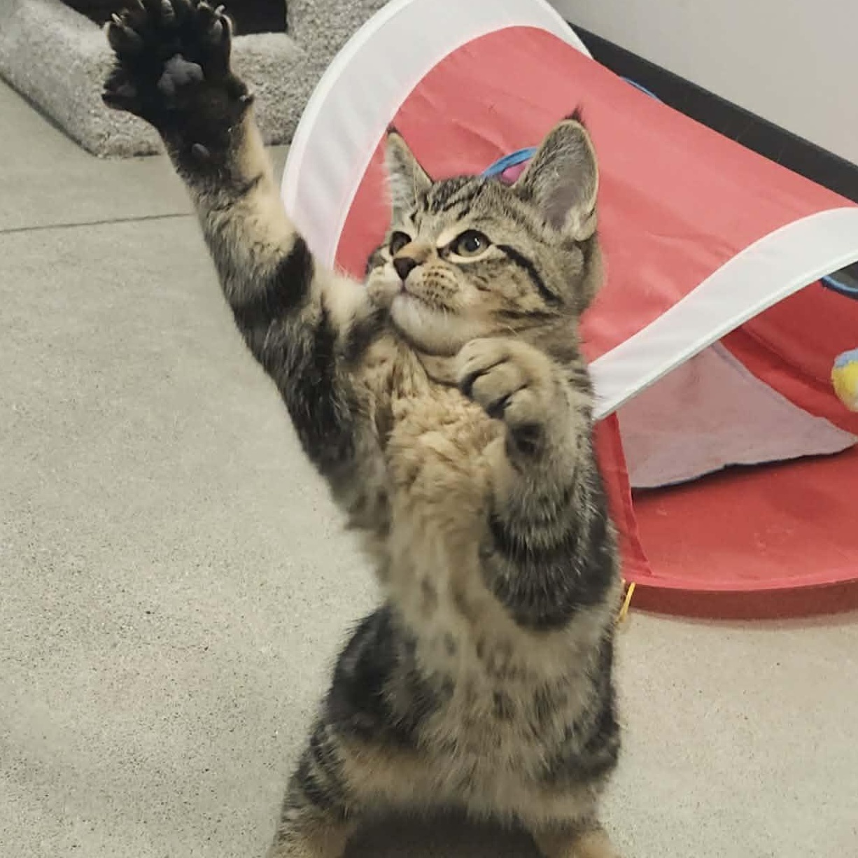 Enlarge Leonard - A Funny Little Guy! , an adopted Tabby in Hamilton, ON image 2/5