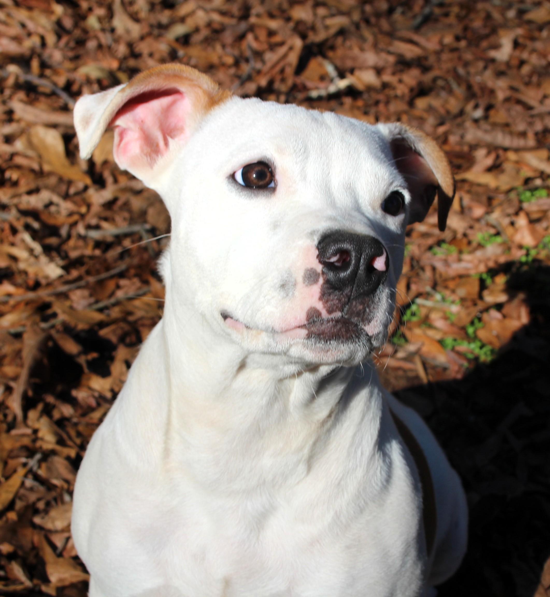 Missy , ADOPTABLE, Puppy Female Bulldog & Terrier.