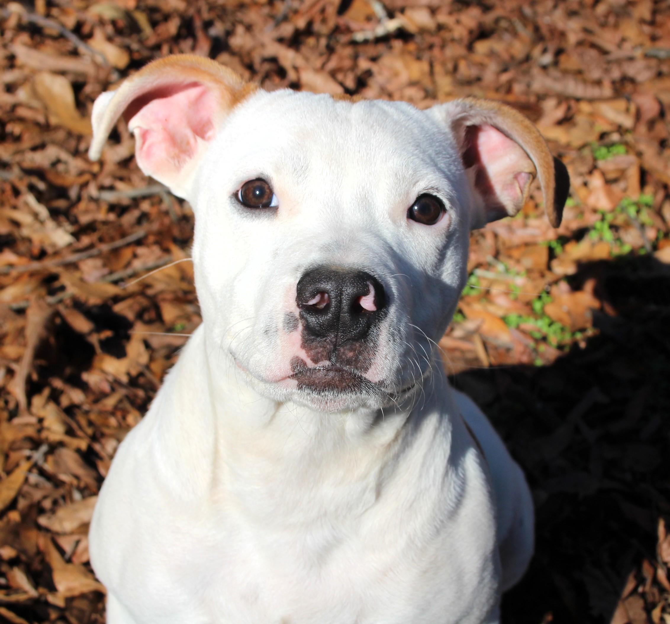 Enlarge Missy , a ADOPTABLE mixed breed in Milner, GA image 2/5