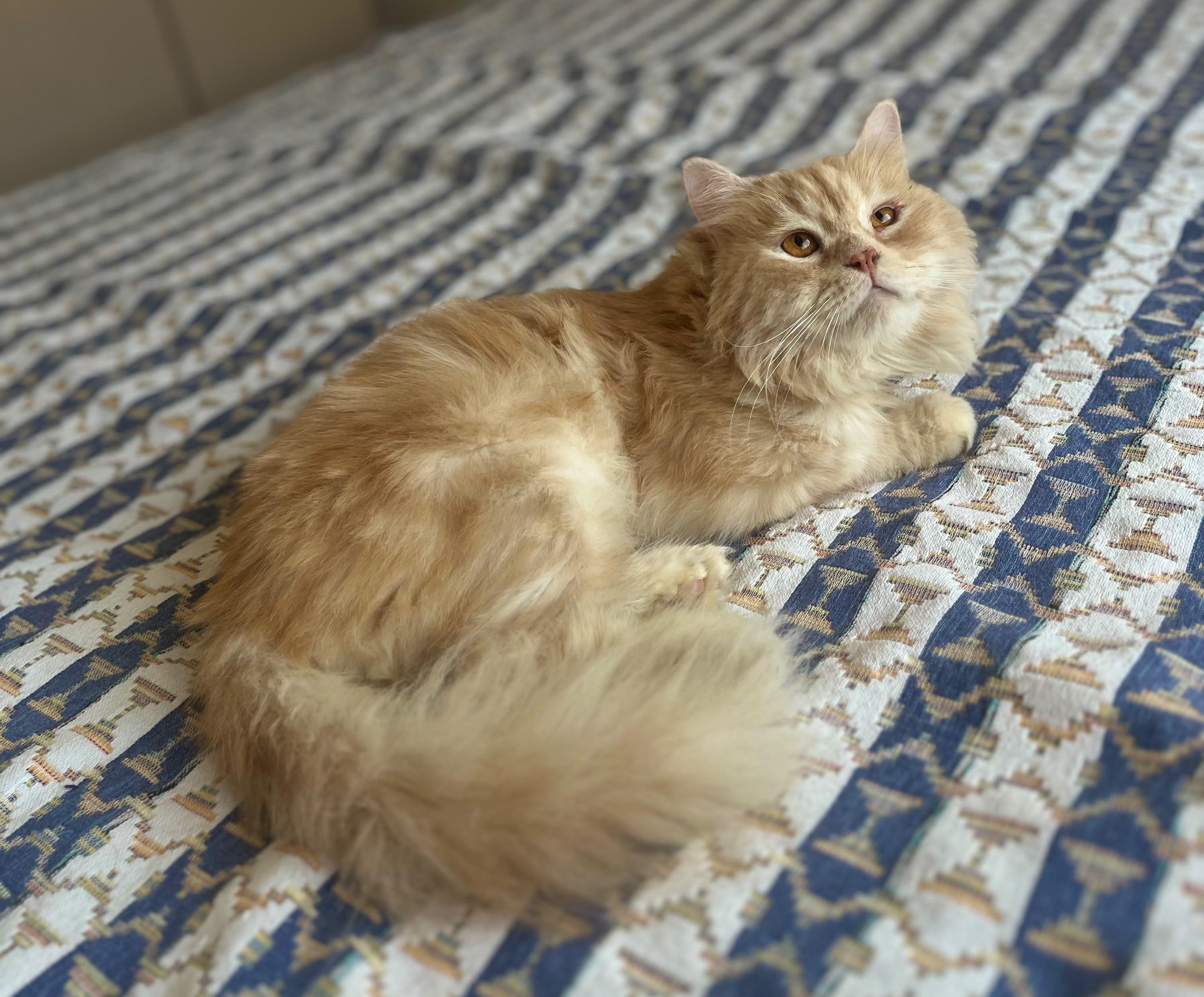 Enlarge Limo - SueAnne Walsh, a Adopted mixed breed in Brampton, ON image 3/6