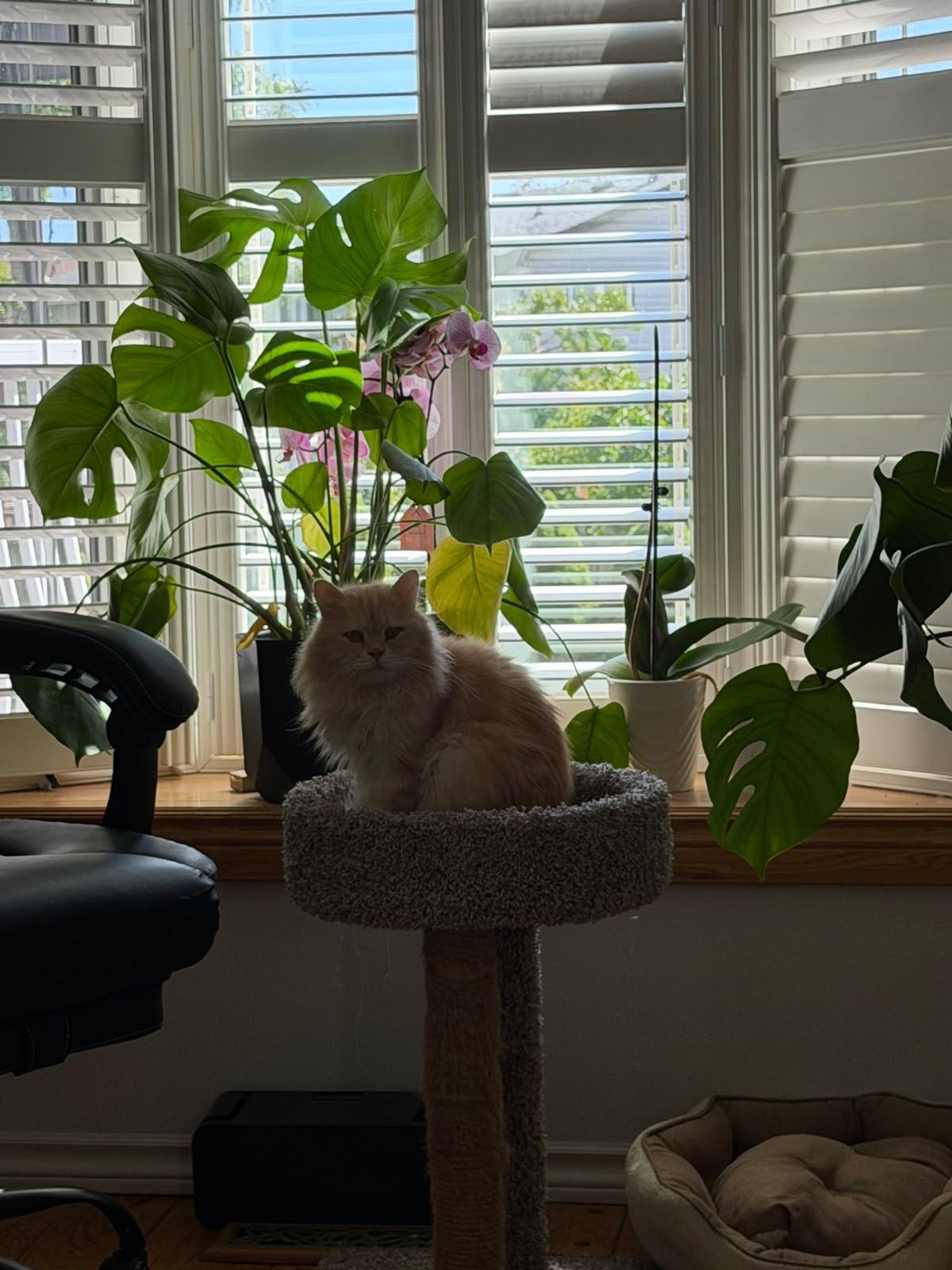 Enlarge Limo - SueAnne Walsh, a Adopted mixed breed in Brampton, ON image 6/6