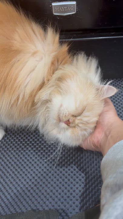 Enlarge Limo - SueAnne Walsh, a Adopted mixed breed in Brampton, ON video 1/6