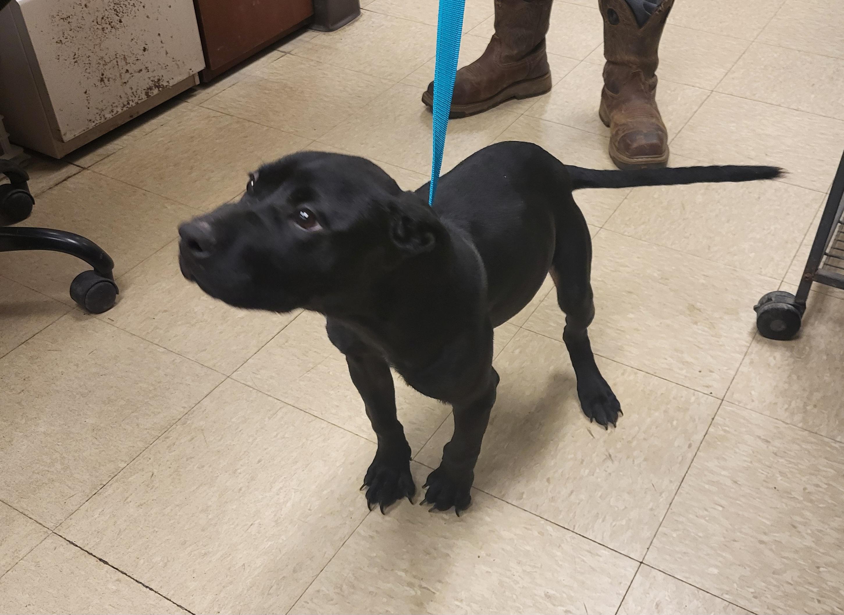 Riley, an adoptable mixed breed in Muncie, IN image 4/6