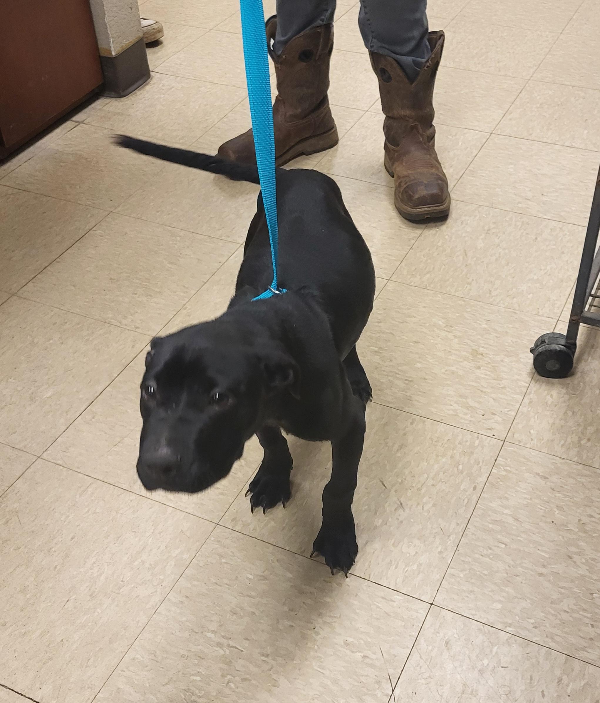 Riley, an adoptable mixed breed in Muncie, IN image 3/6