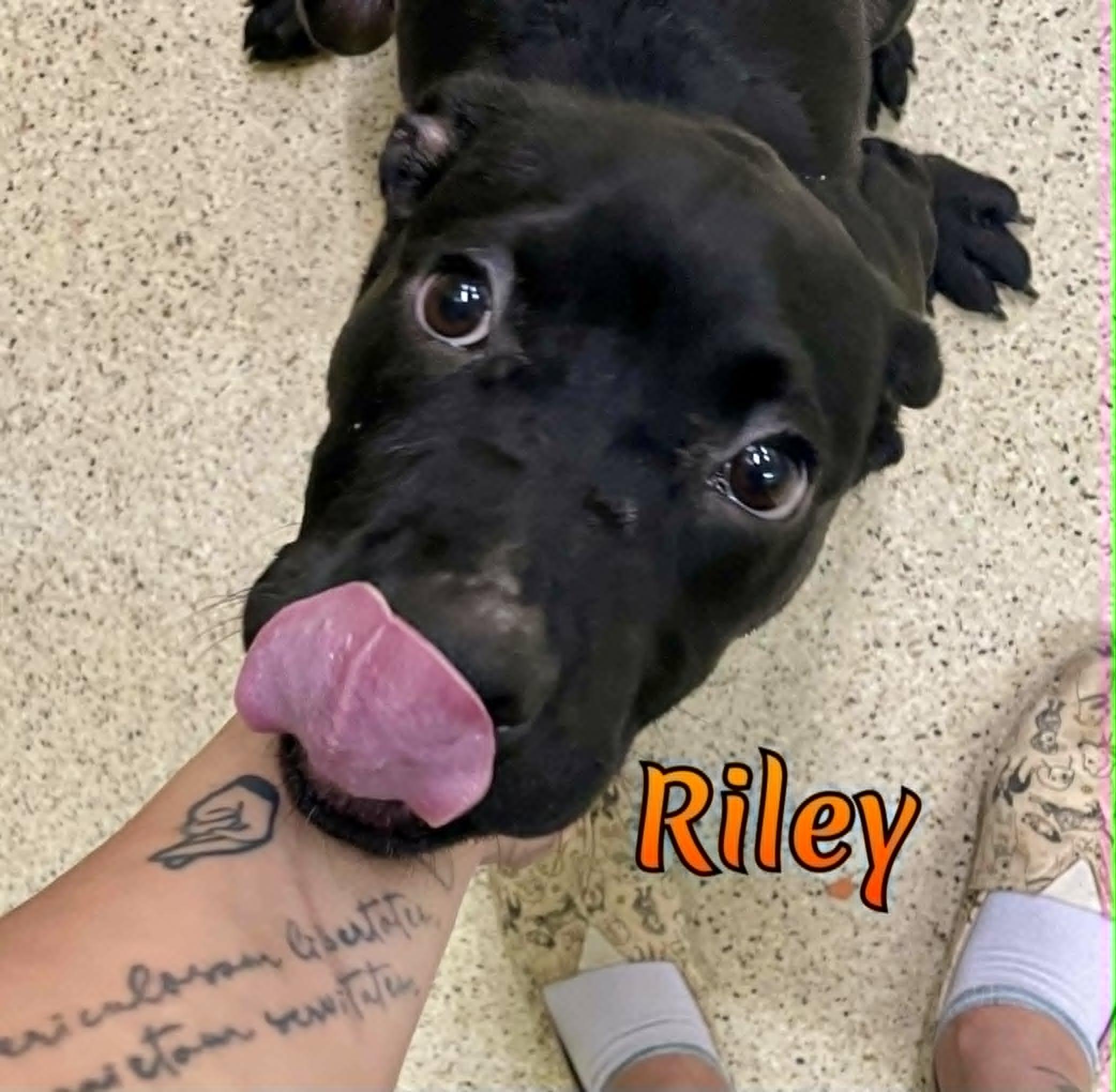 Riley, an adoptable mixed breed in Muncie, IN image 5/6