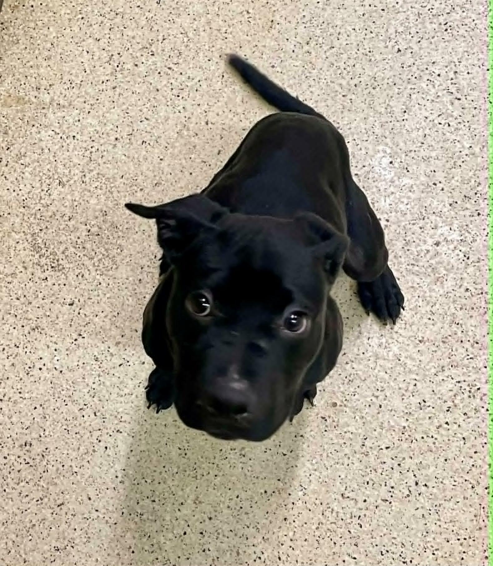 Riley, an adoptable mixed breed in Muncie, IN image 1/6