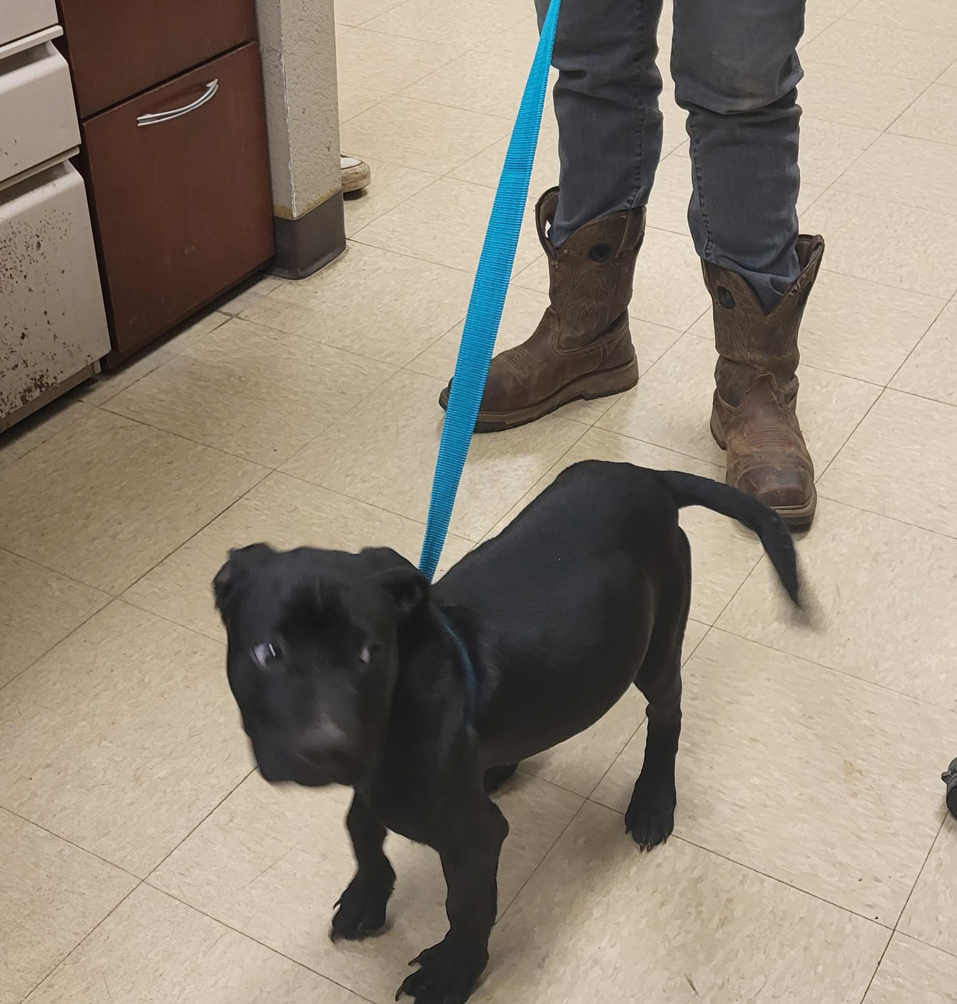 Riley, an adoptable mixed breed in Muncie, IN image 2/6