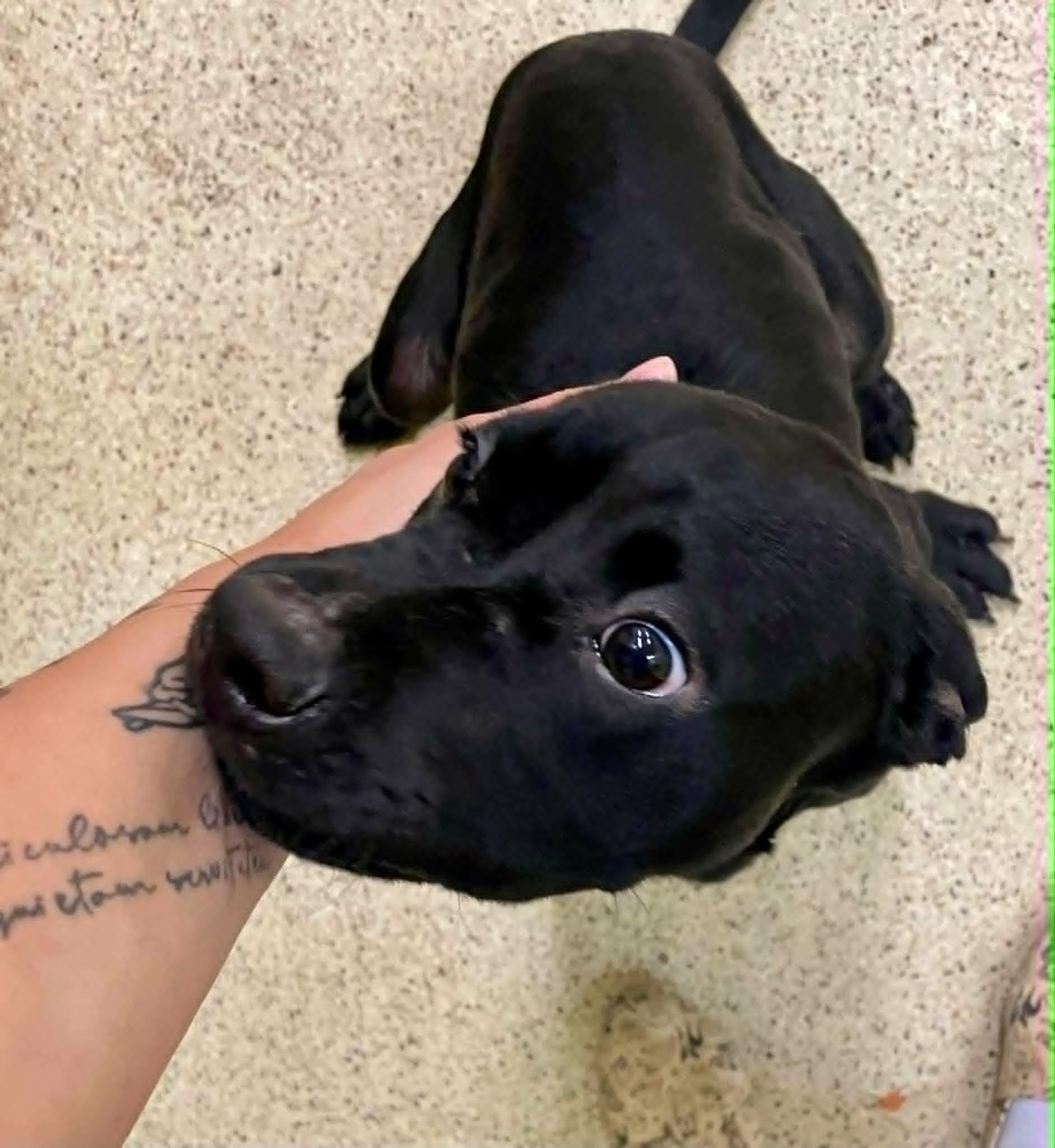 Riley, an adoptable mixed breed in Muncie, IN image 6/6