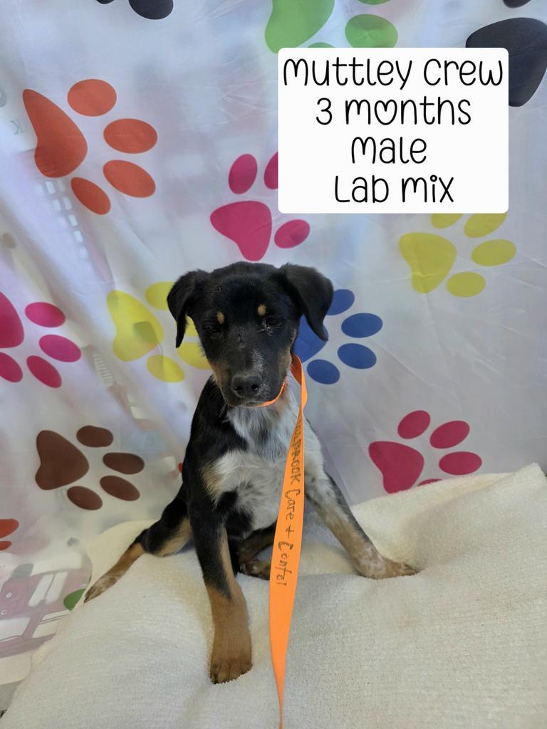 Muttley Crew, Adoptable, Puppy Male Labrador Retriever & Mixed Breed.