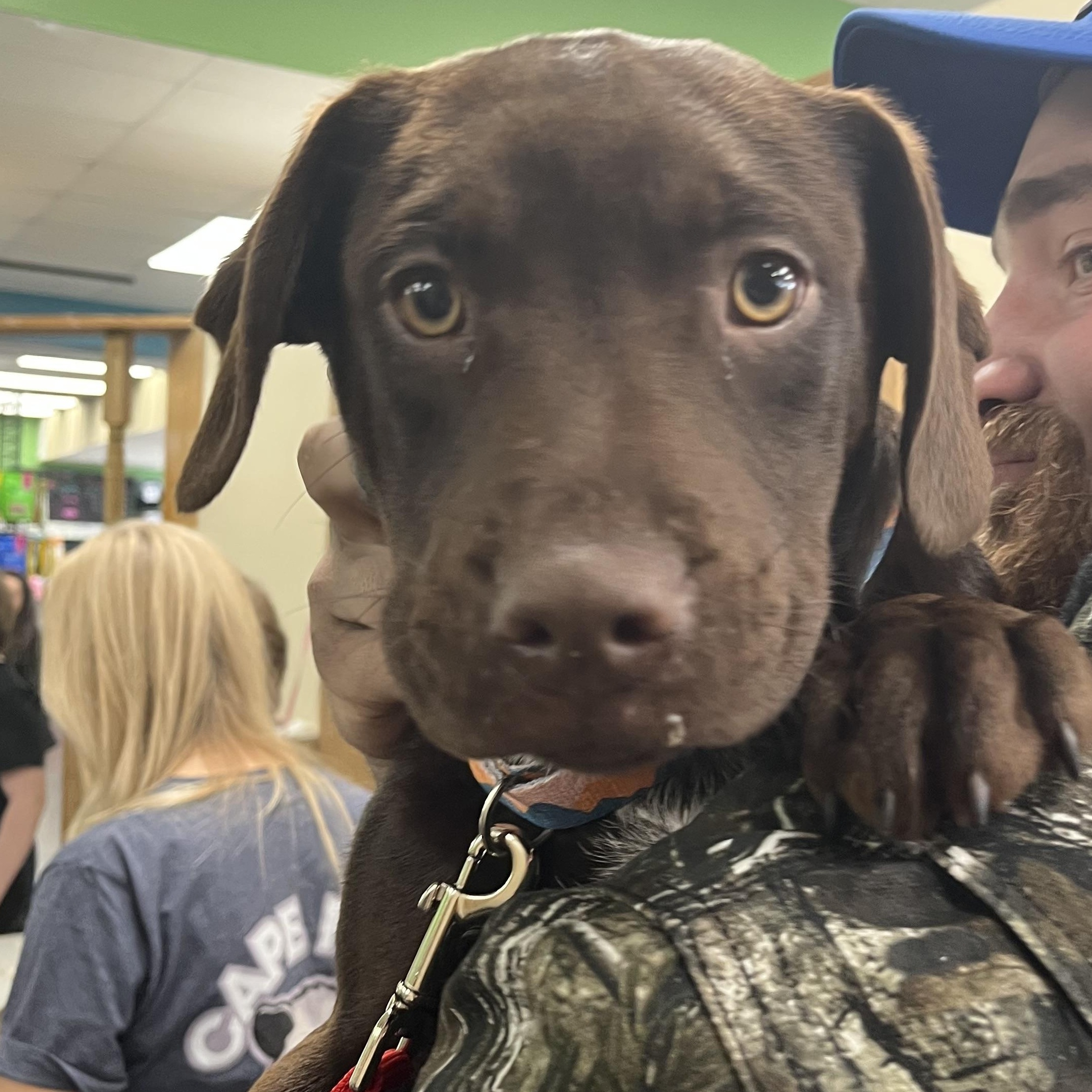 Enlarge Remy, an adopted mixed breed in Wilmington, NC image 1/5