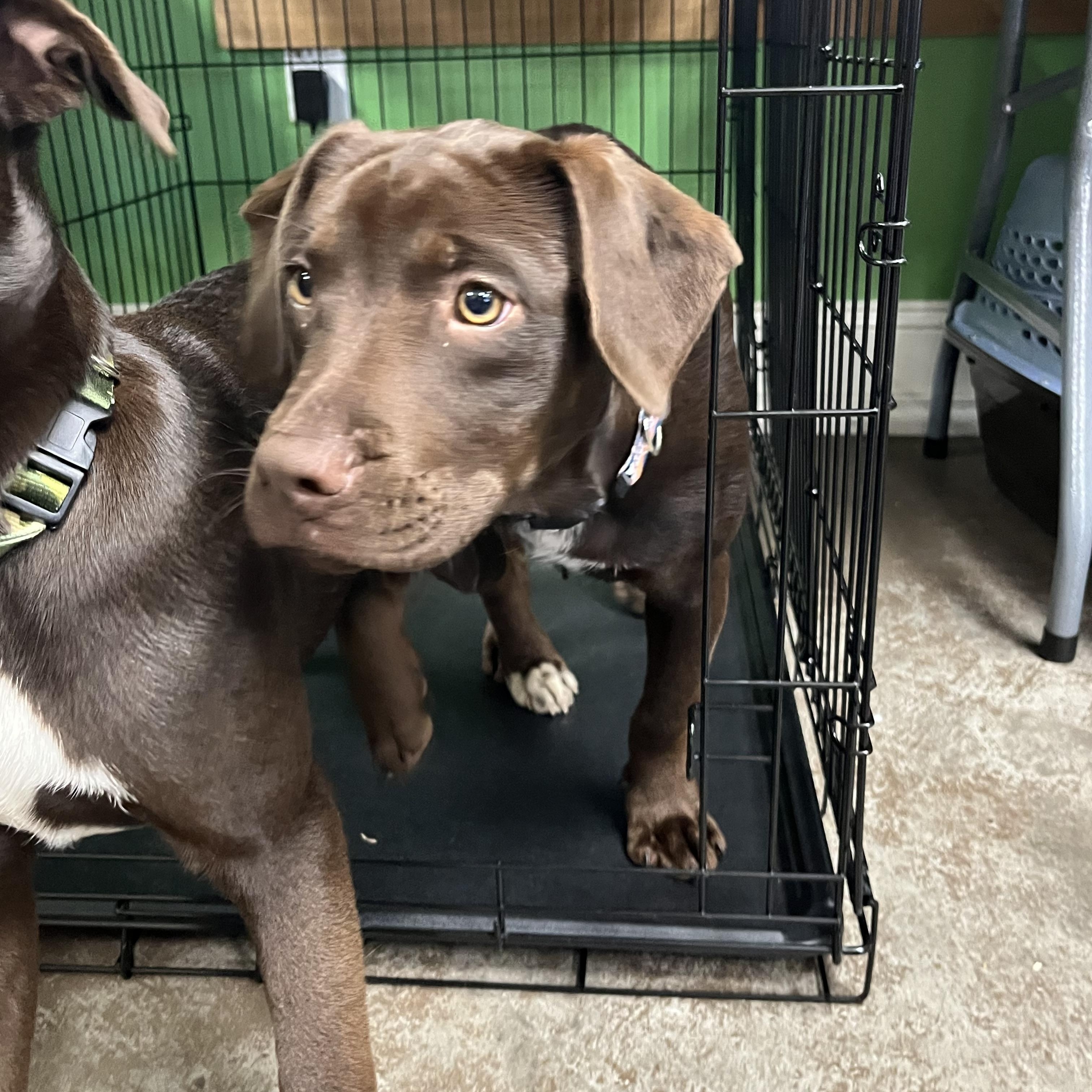 Enlarge Remy, an adopted mixed breed in Wilmington, NC image 4/5