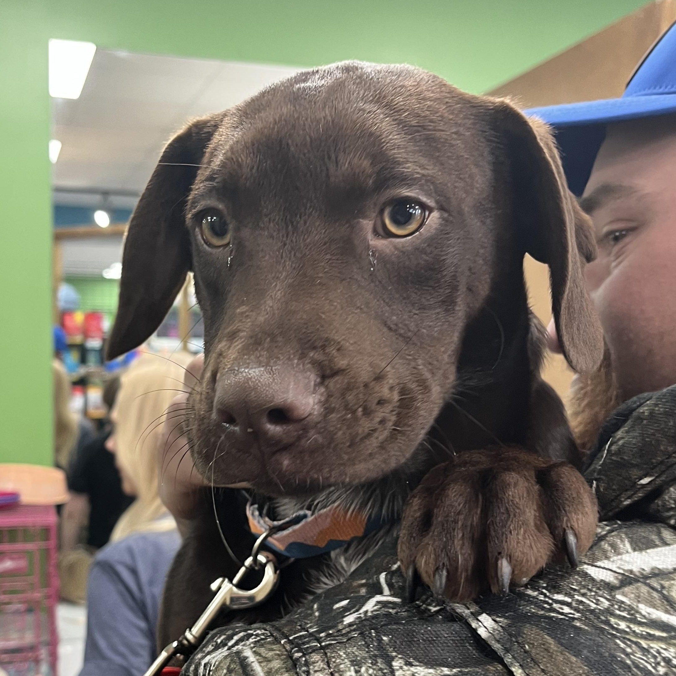 Enlarge Remy, an adopted mixed breed in Wilmington, NC image 3/5