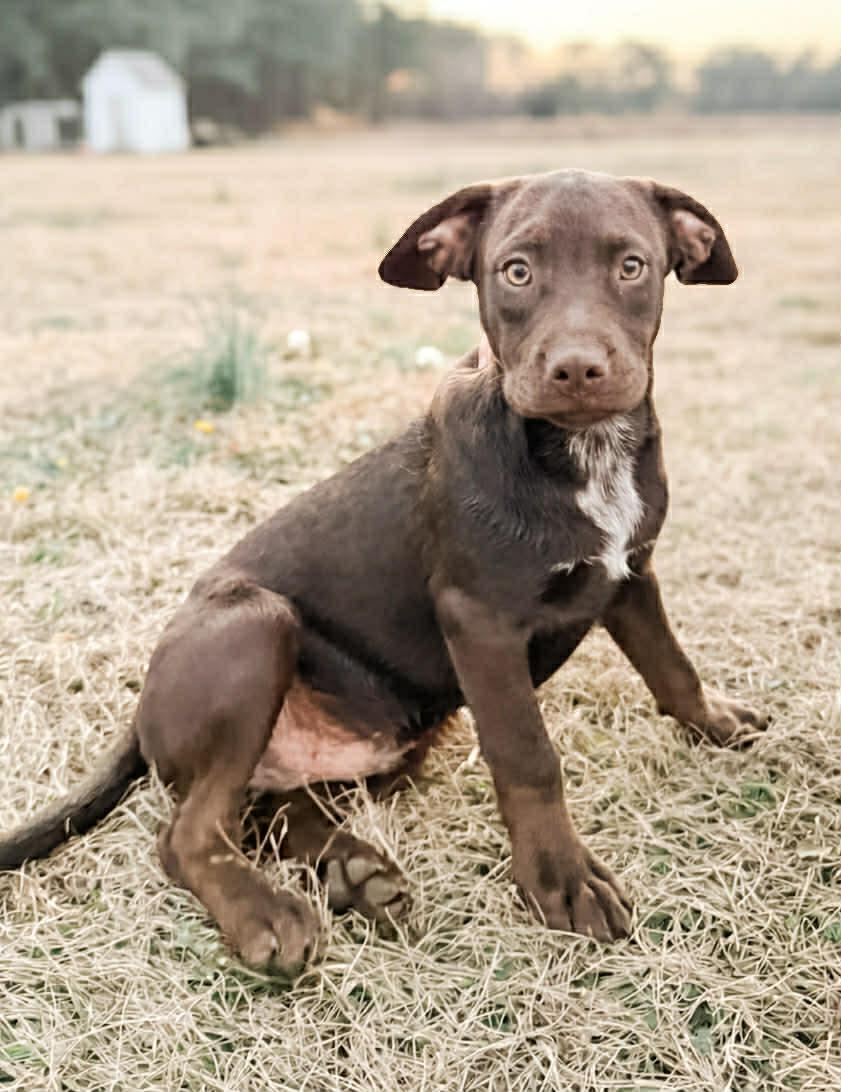Enlarge Remy, an adopted mixed breed in Wilmington, NC image 2/5
