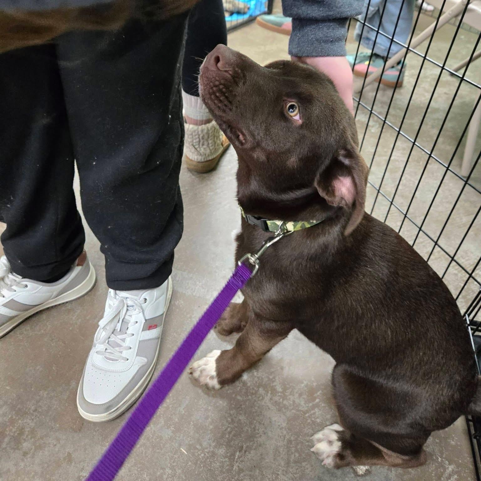 Enlarge Remy, an adopted mixed breed in Wilmington, NC image 5/5