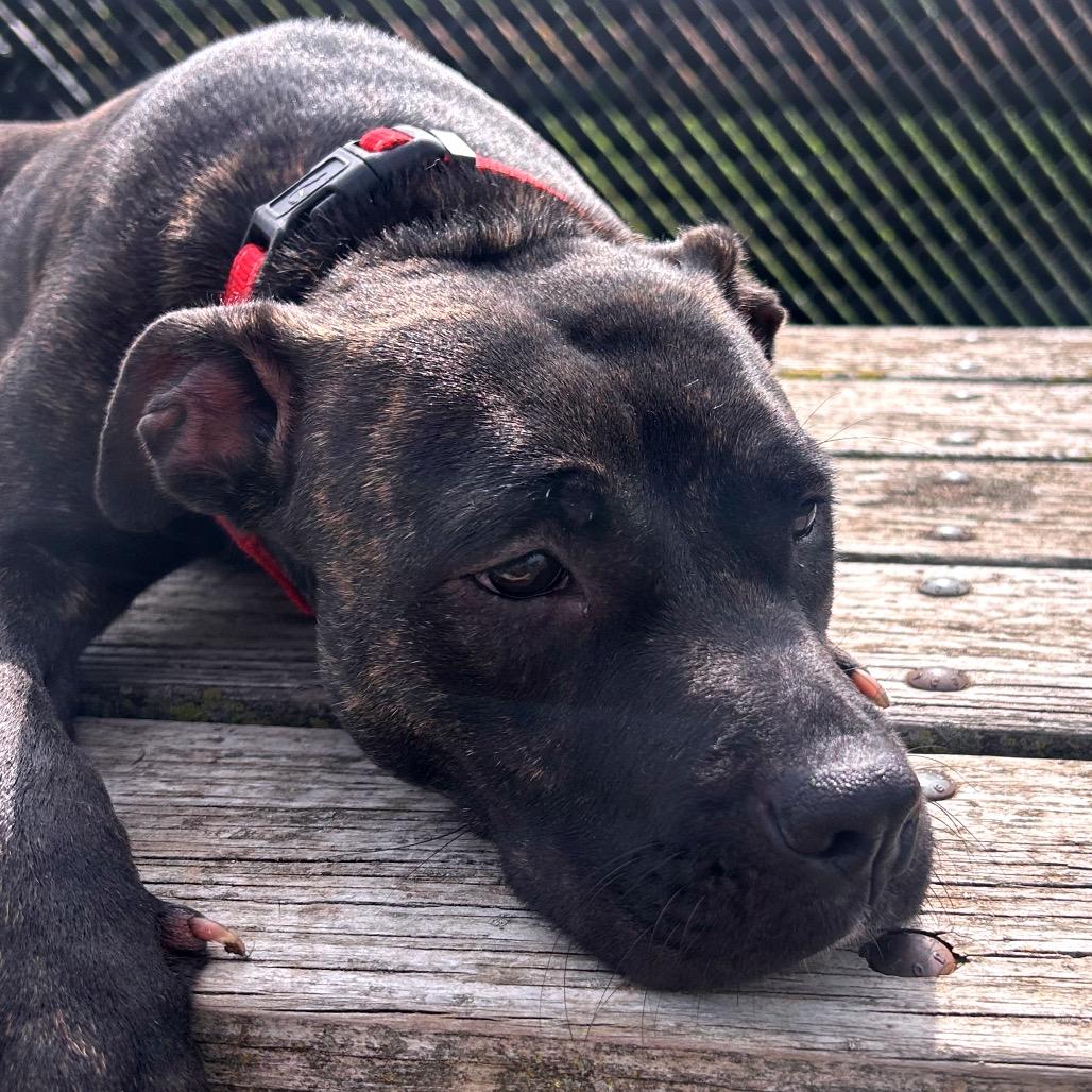 Bailey, a Adoptable Pit Bull Terrier in Norman, OK image 2/6