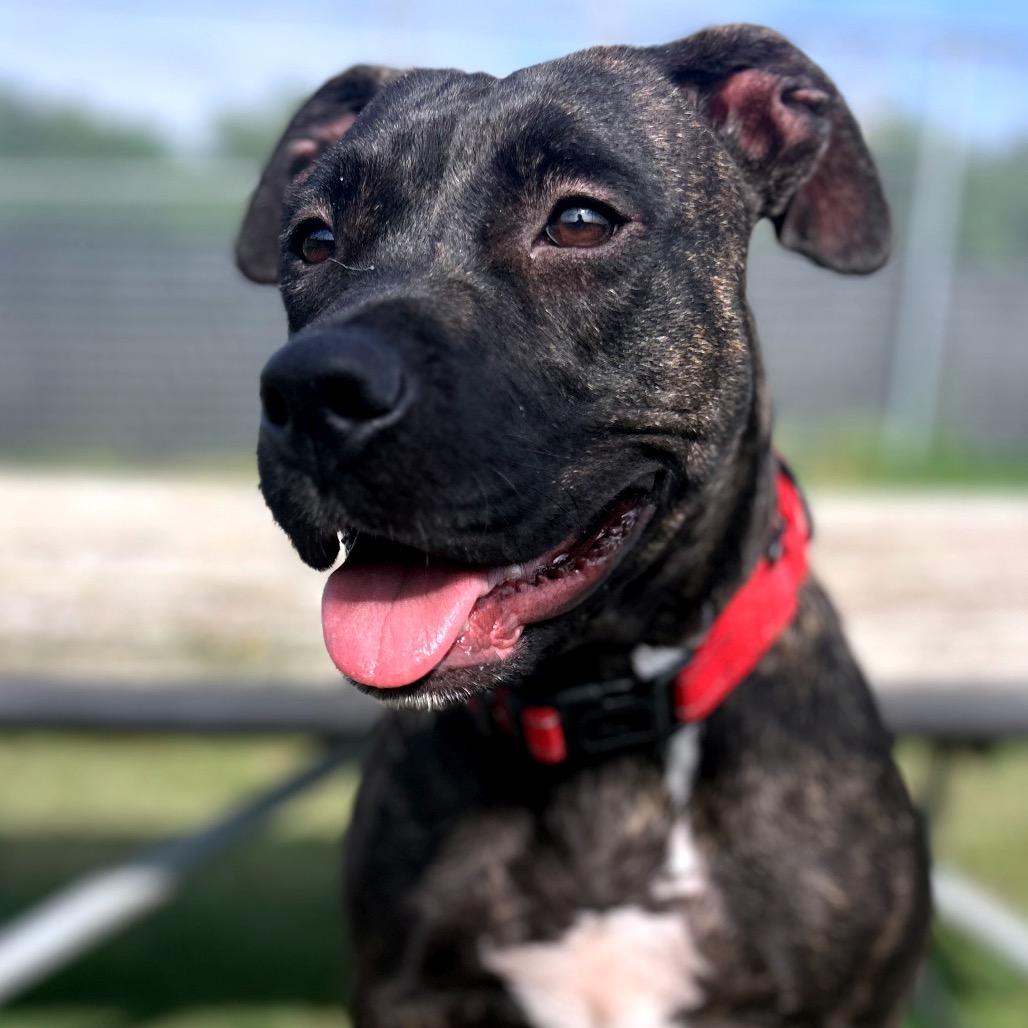 Bailey, a Adoptable Pit Bull Terrier in Norman, OK image 3/6