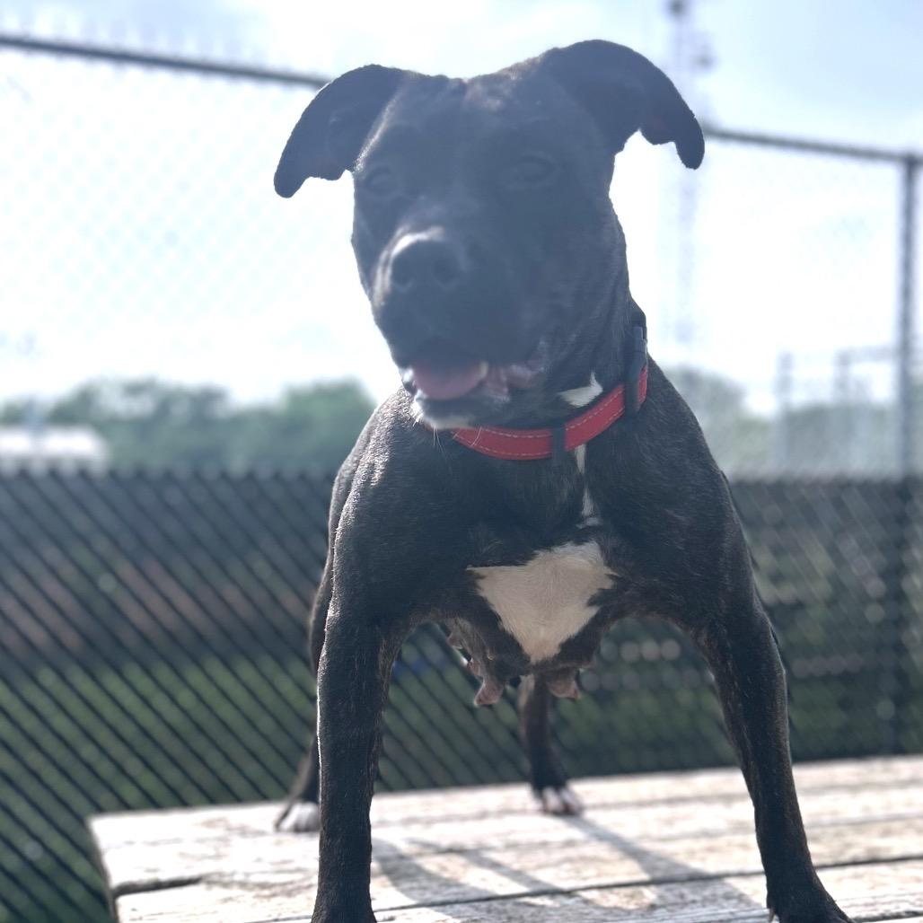 Bailey, a Adoptable Pit Bull Terrier in Norman, OK image 4/6