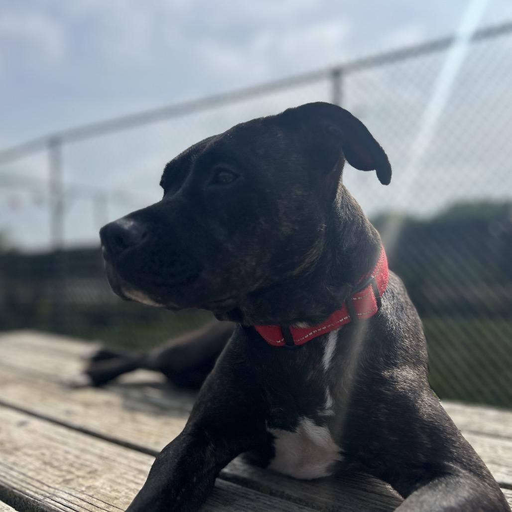 Bailey, a Adoptable Pit Bull Terrier in Norman, OK image 5/6