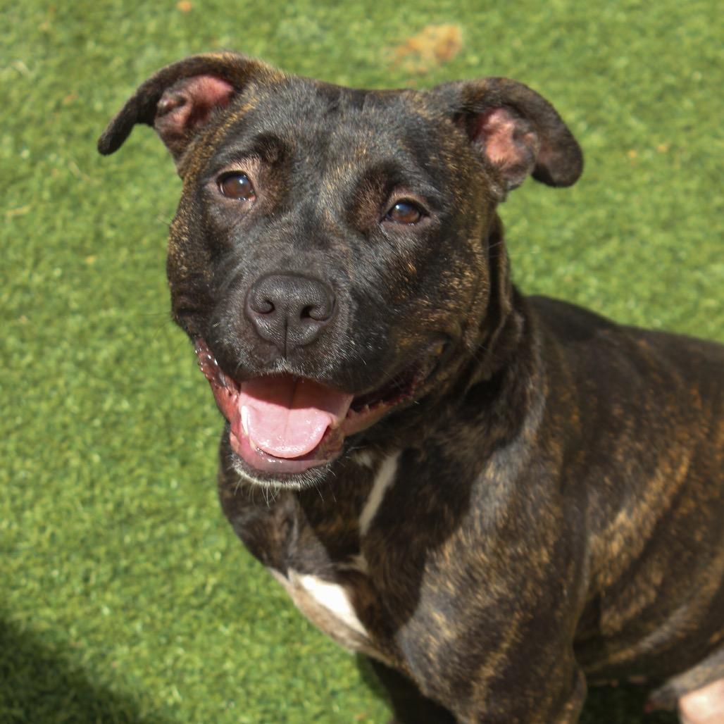 Bailey, a Adoptable Pit Bull Terrier in Norman, OK image 6/6