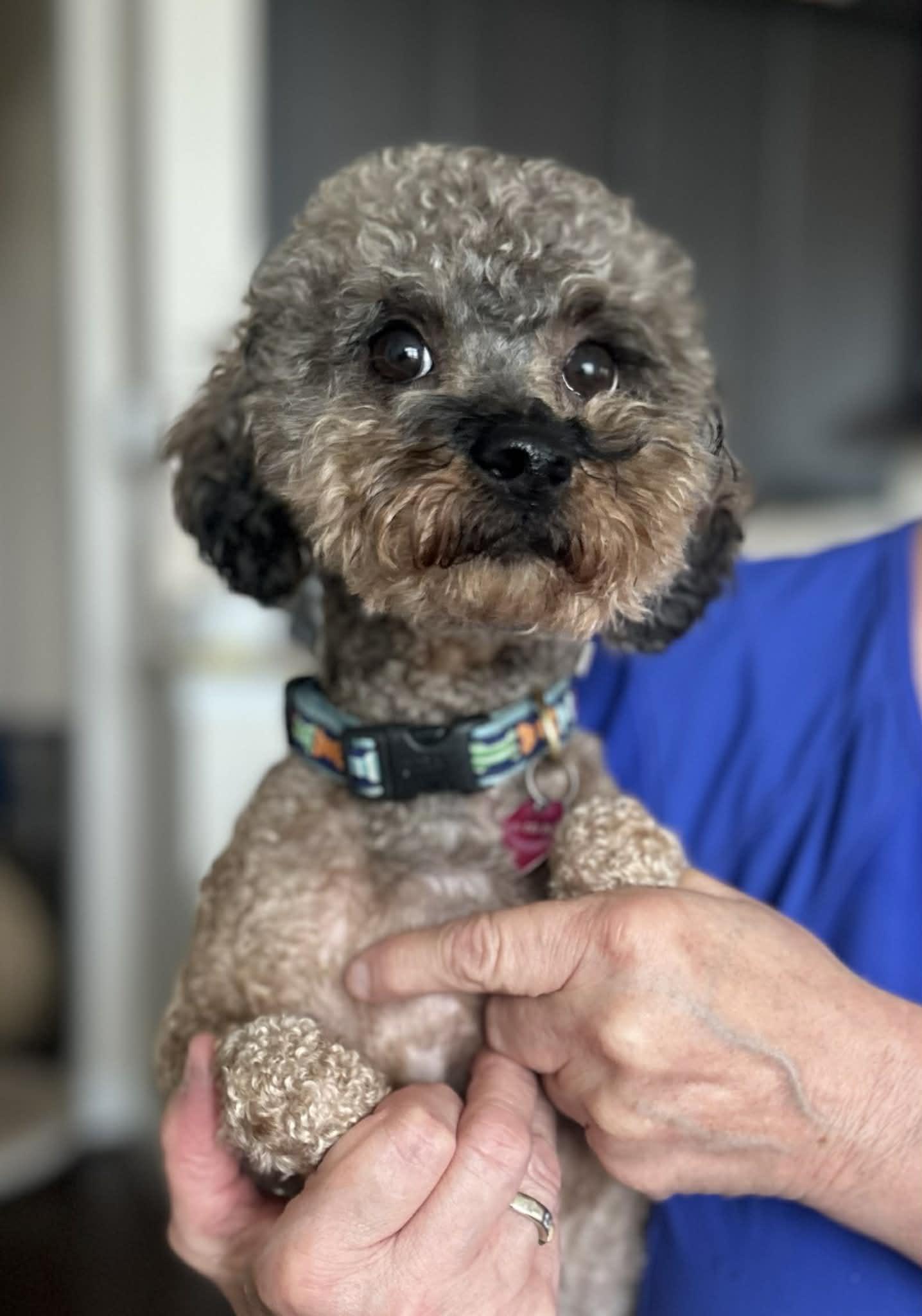 Enlarge Winston, an adopted Miniature Poodle in Knoxville, TN image 1/5