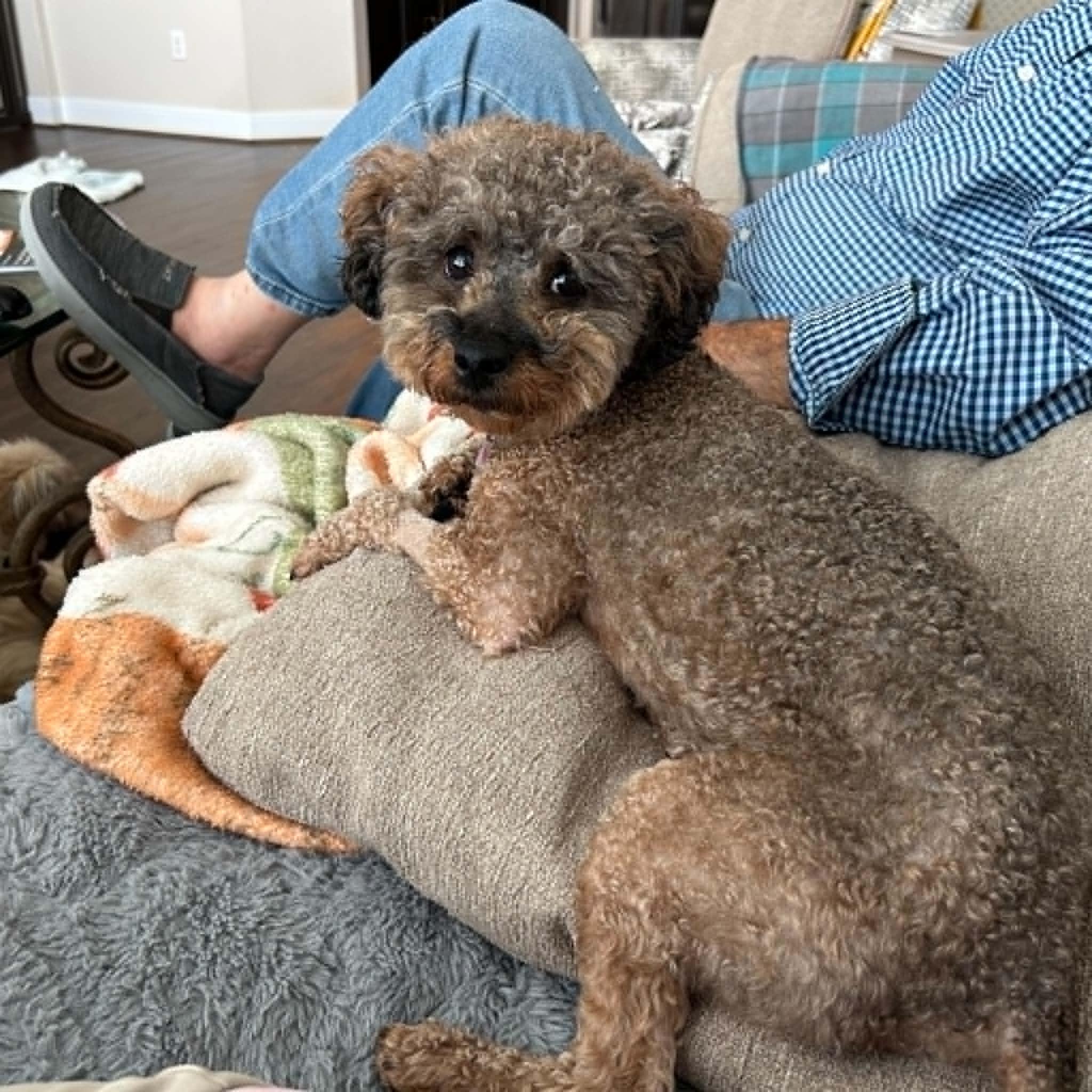 Enlarge Winston, an adopted Miniature Poodle in Knoxville, TN image 2/5