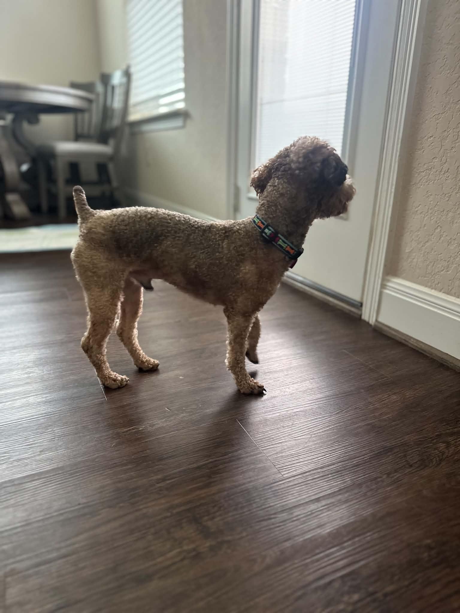 Enlarge Winston, an adopted Miniature Poodle in Knoxville, TN image 3/5