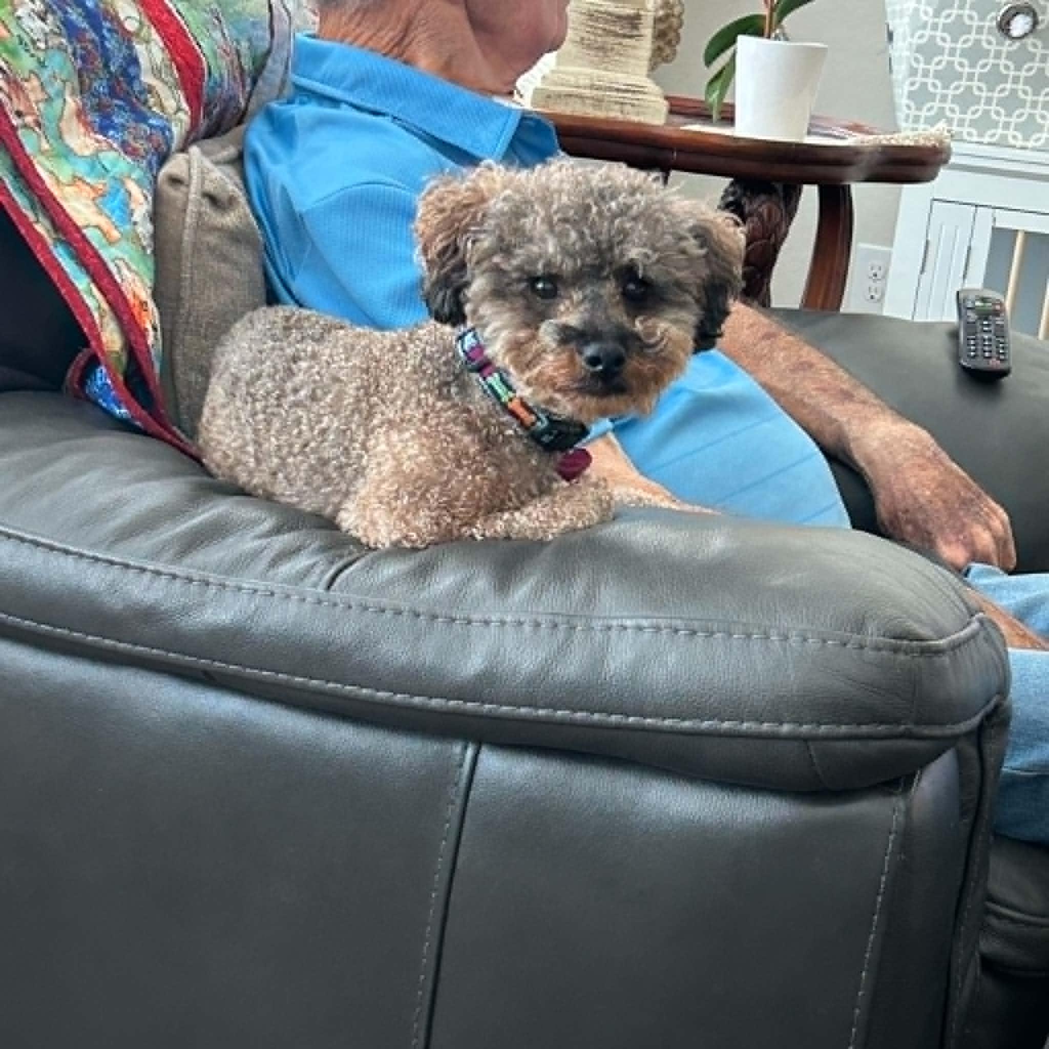 Enlarge Winston, an adopted Miniature Poodle in Knoxville, TN image 5/5