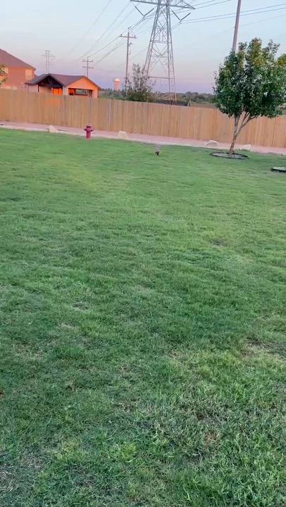 Enlarge Winston, an adopted Miniature Poodle in Knoxville, TN video 4/5