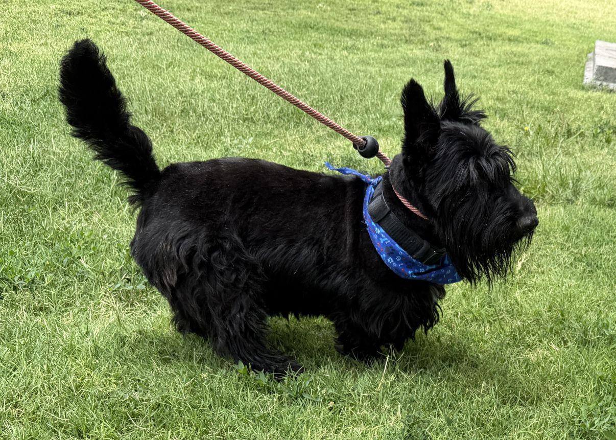 Enlarge Carson, an adopted Scottish Terrier in El Paso, TX image 5/6