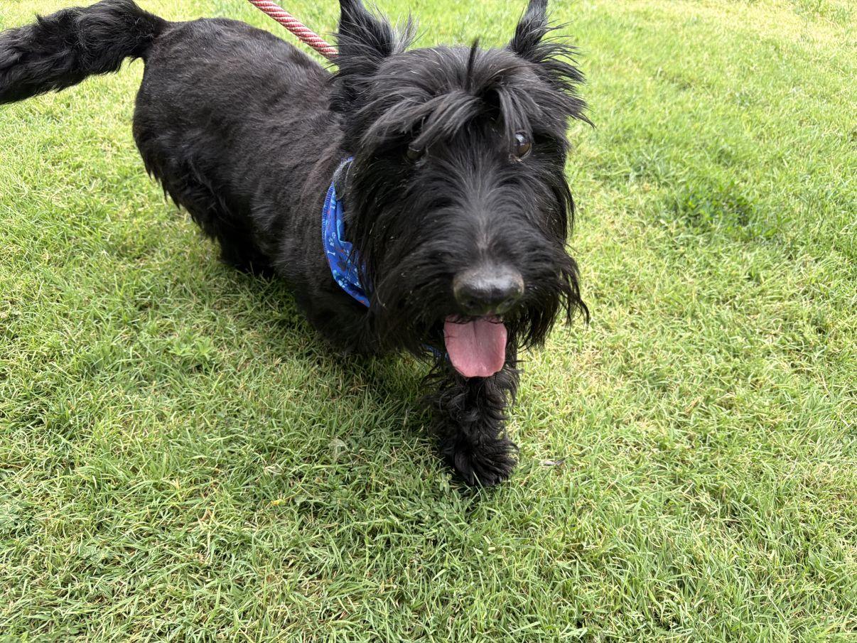 Carson, adopted, Adult Male Scottish Terrier.