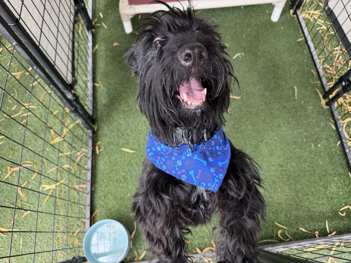 Enlarge Carson, an adopted Scottish Terrier in El Paso, TX image 3/6