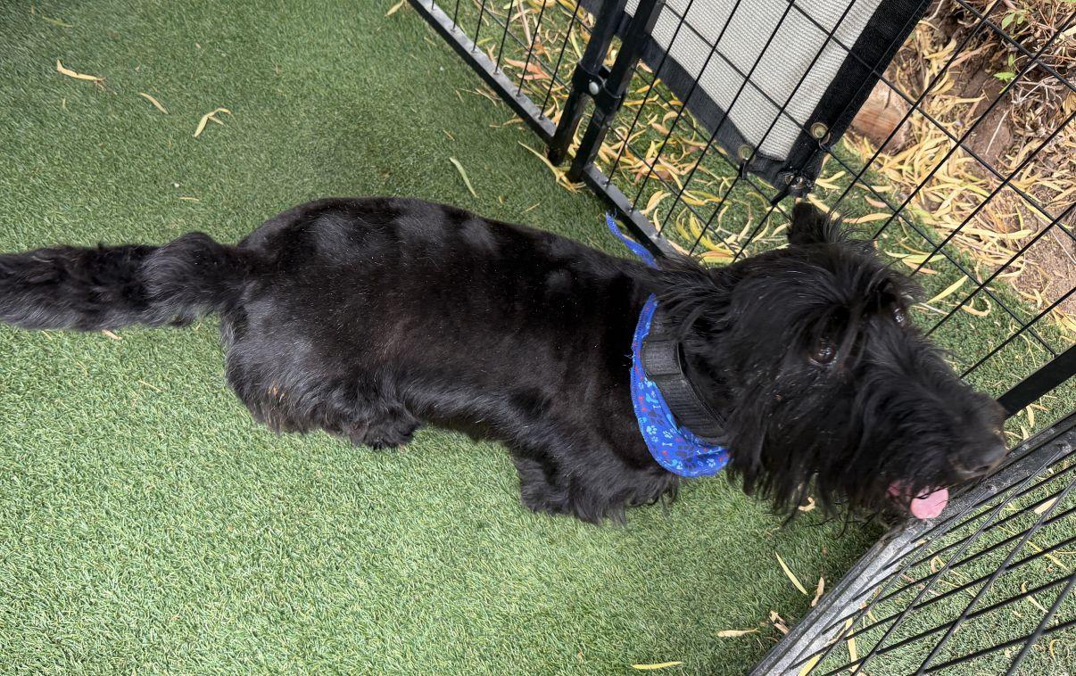 Enlarge Carson, an adopted Scottish Terrier in El Paso, TX image 2/6