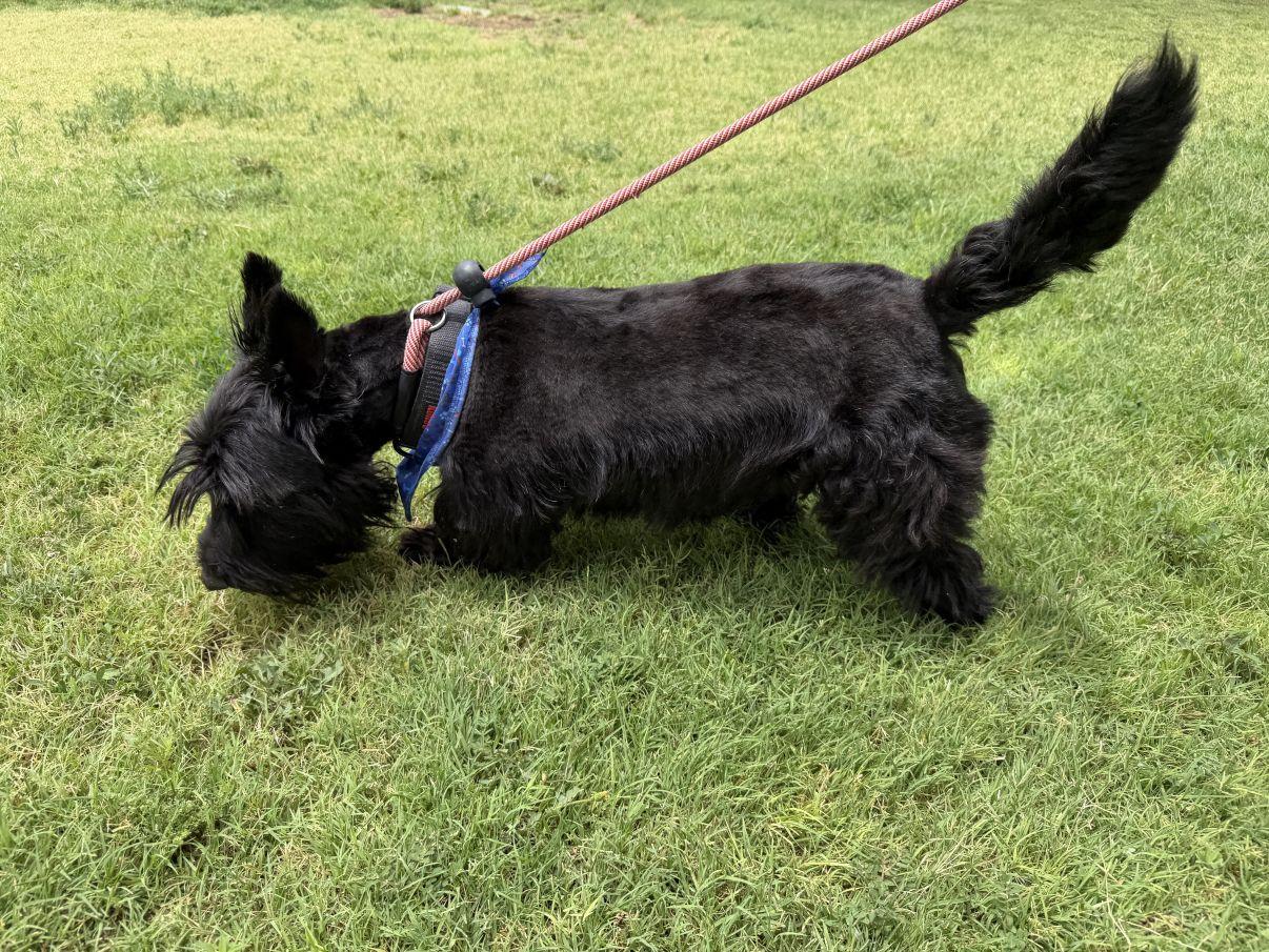 Enlarge Carson, an adopted Scottish Terrier in El Paso, TX image 4/6