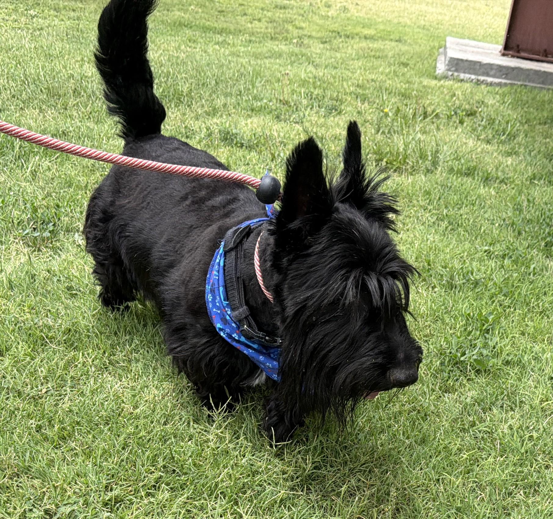 Enlarge Carson, an adopted Scottish Terrier in El Paso, TX image 6/6
