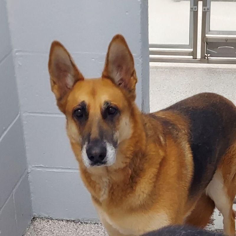 Enlarge Juno, a Adoptable German Shepherd Dog in Lake Havasu City, AZ image 1/2