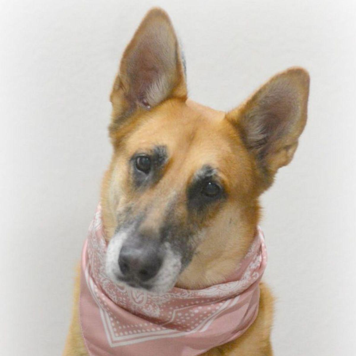 Enlarge Juno, a Adoptable German Shepherd Dog in Lake Havasu City, AZ image 2/2