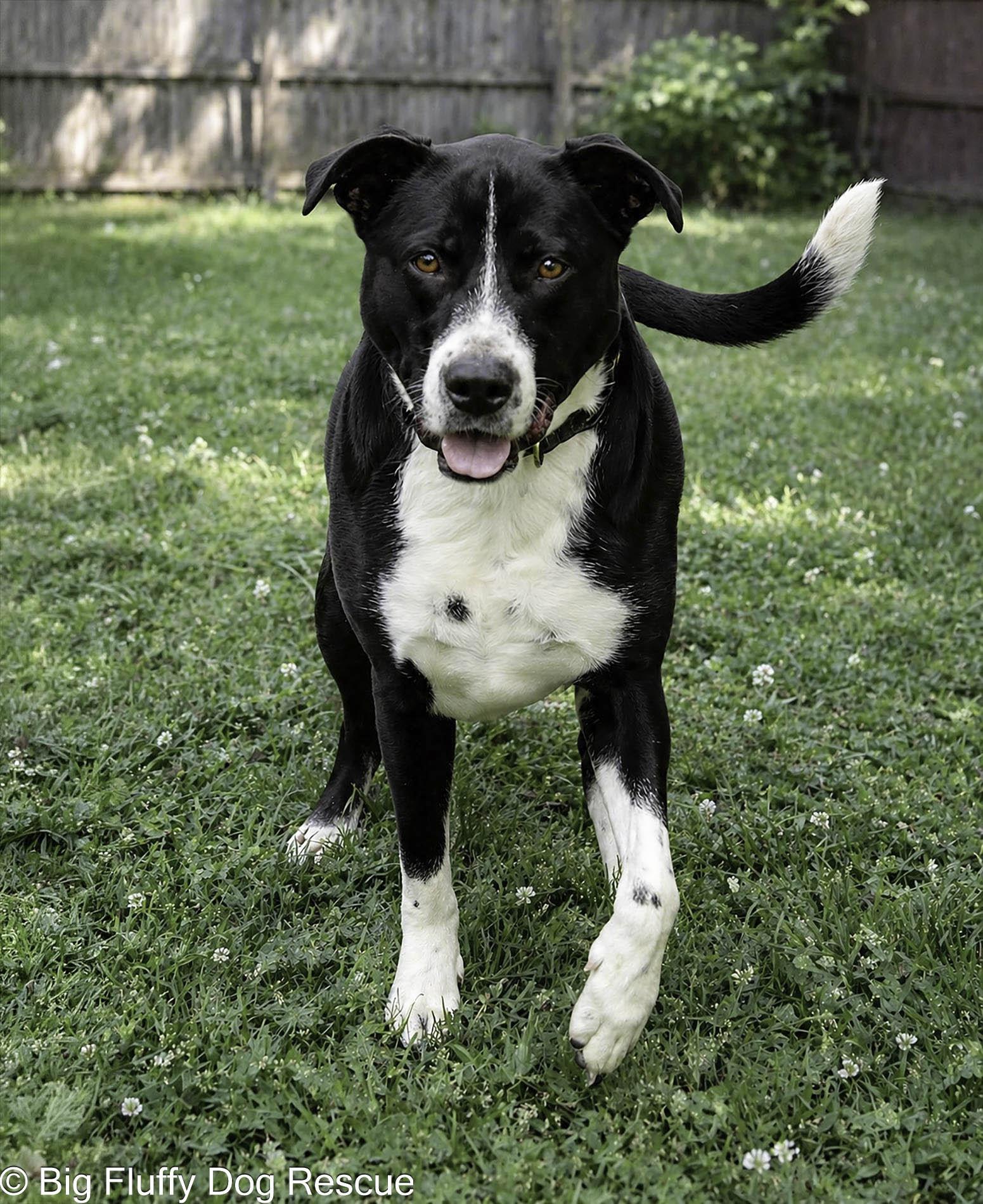 Enlarge Tux, a Adoptable mixed breed in Cleveland, OH image 2/6