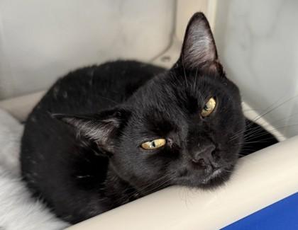 Skipper, Adoptable, Adult Male Domestic Short Hair & Domestic Short Hair.