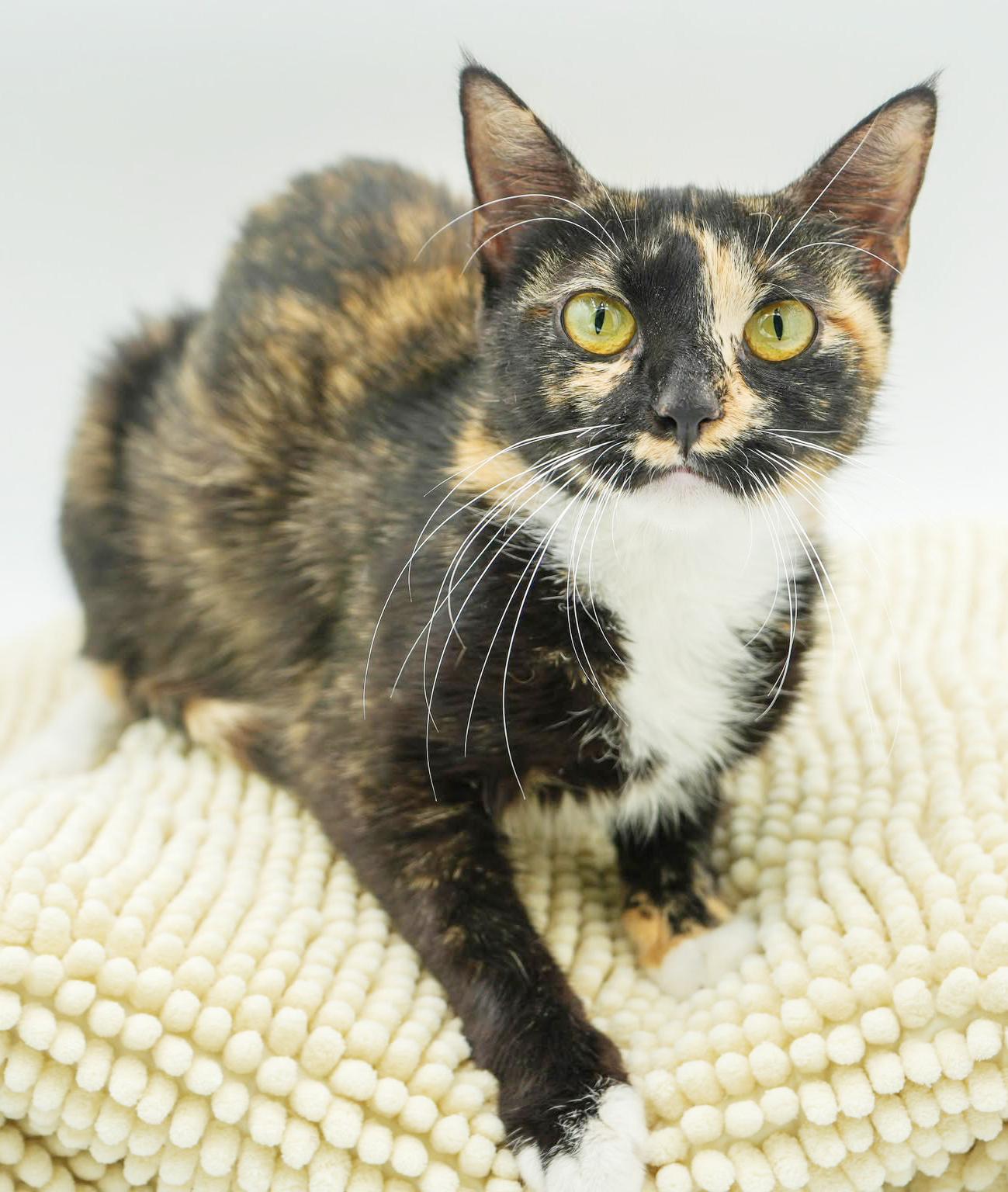 Poppy is petite and perfect! THERAPY CAT LOVER - LOVES DOGS TOO WOW! VIDEO!, Adoptable, Young Female Calico & Tortoiseshell.